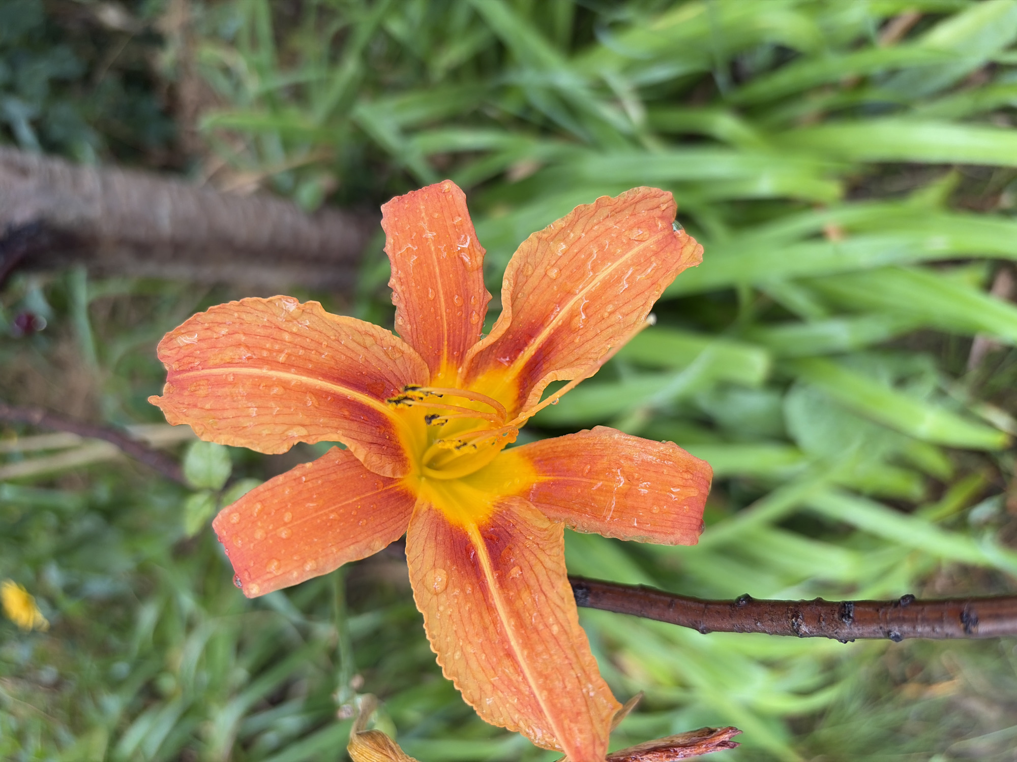 Post-rain stroll through Chernihiv streets and gardens