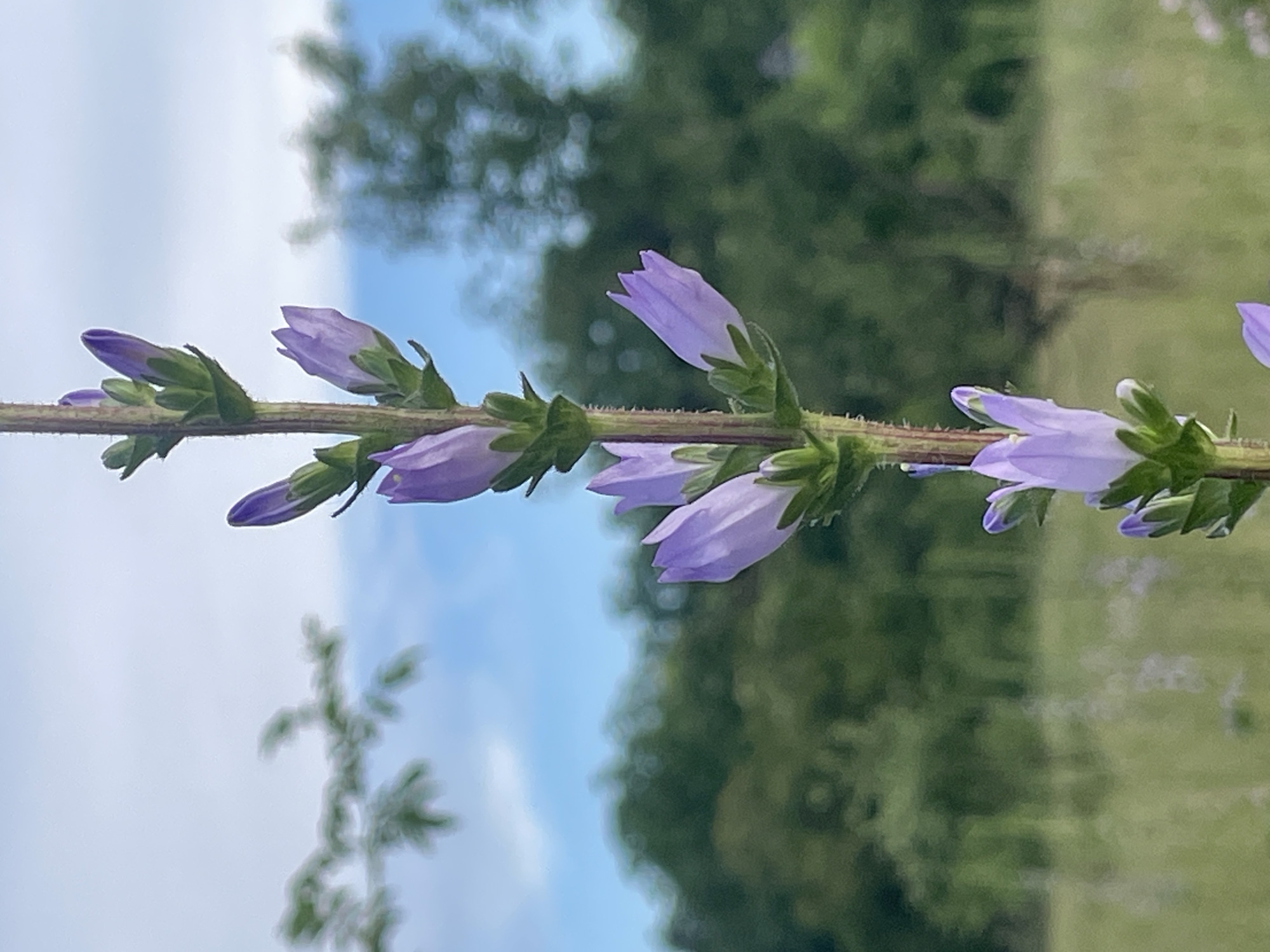 Botanical survey captures diverse wildflowers and plants in bloom