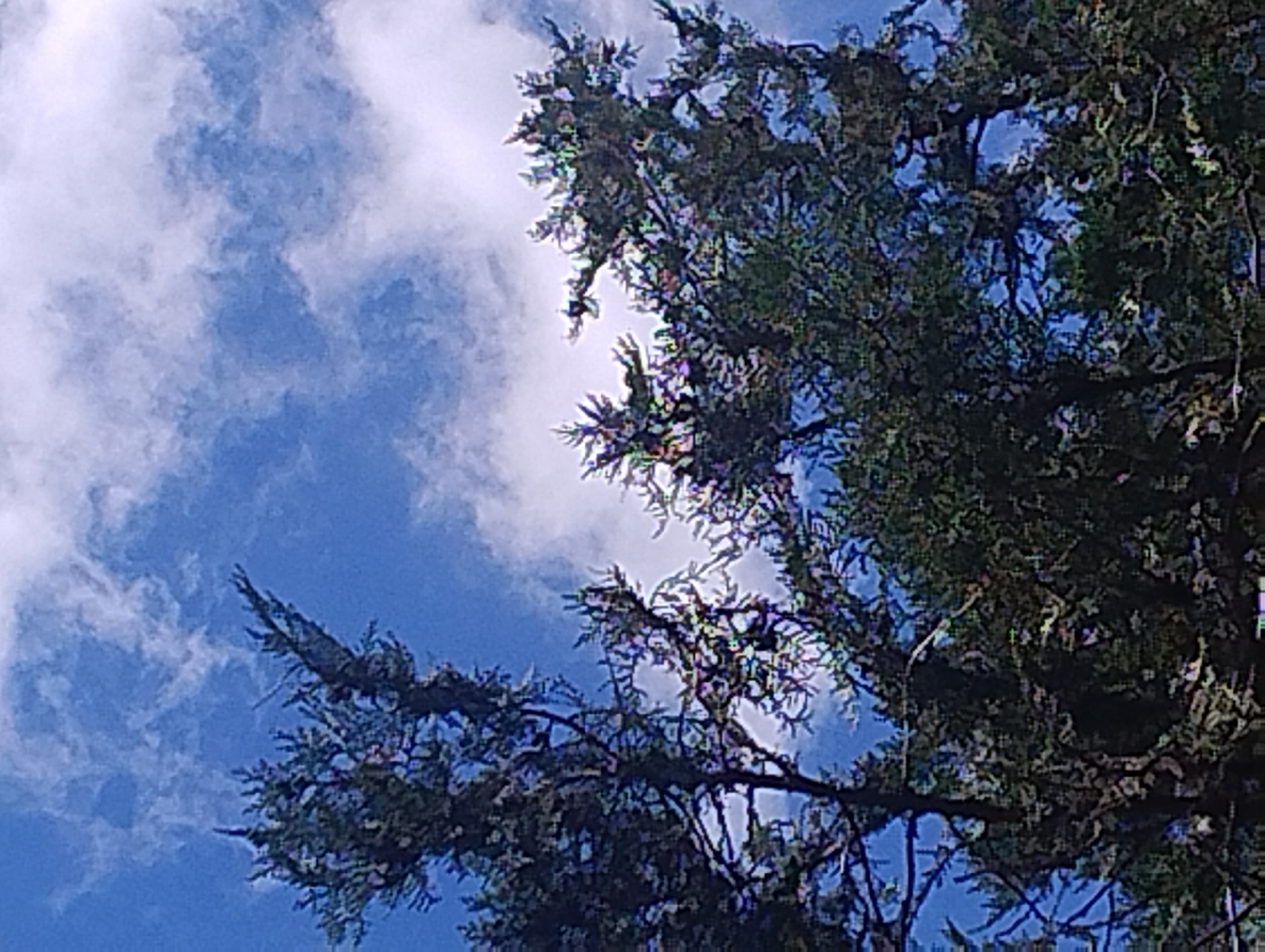 Looking up through evergreen canopies on a June morning