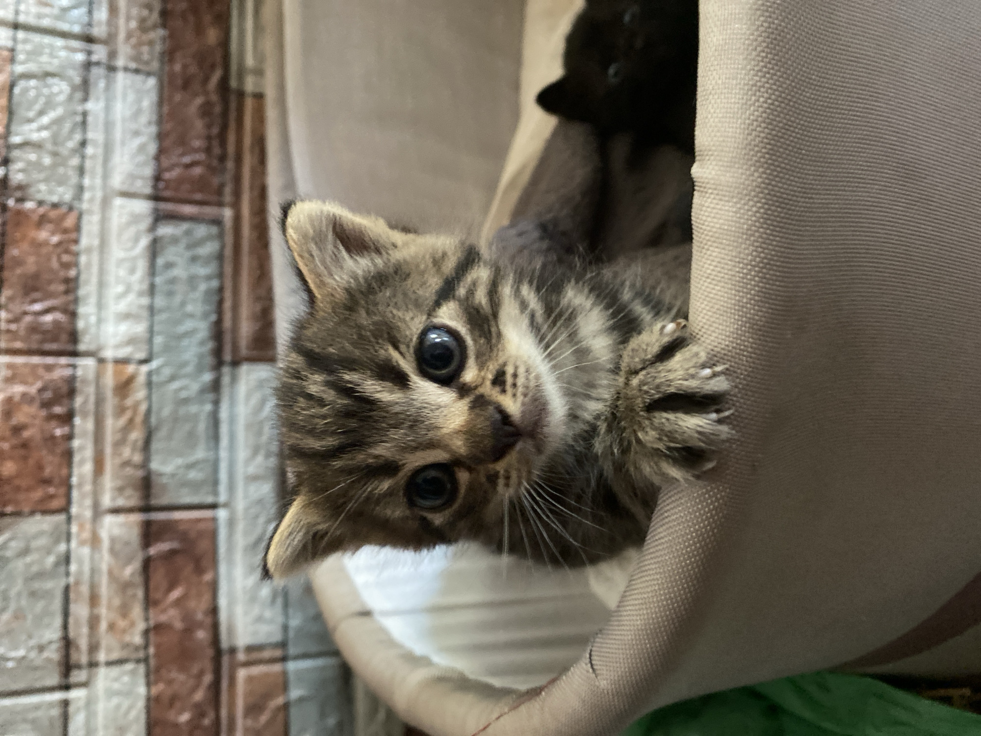 Midsummer backyard life in Romny: kittens, grilling, and a garden in bloom