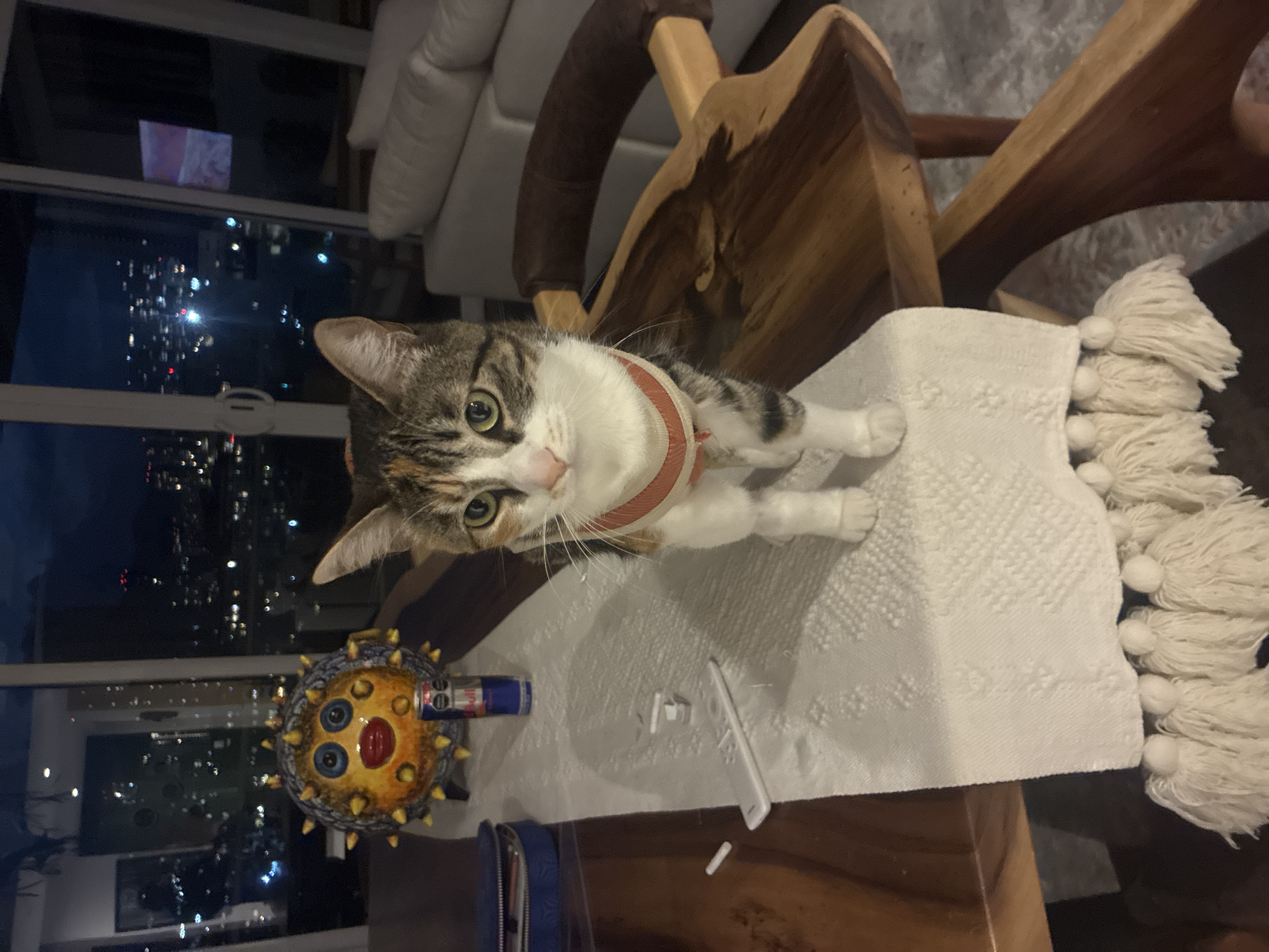 Cat sits on chair in Mexican home