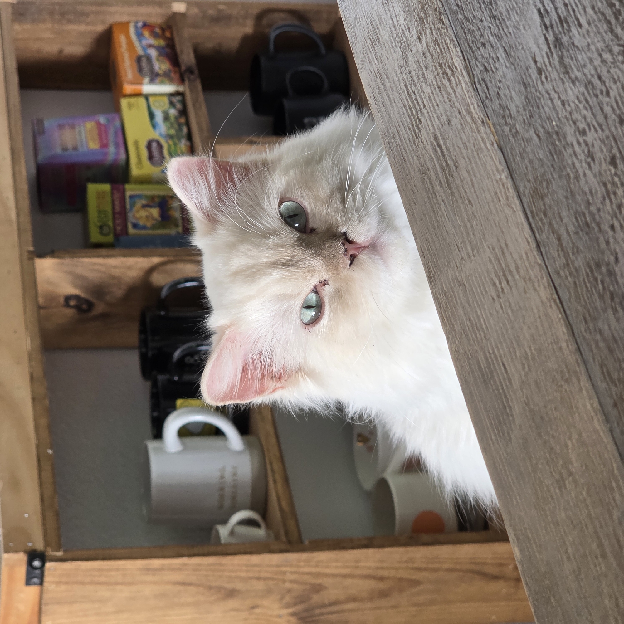 Inside a plant-filled Portland home with a curious cat