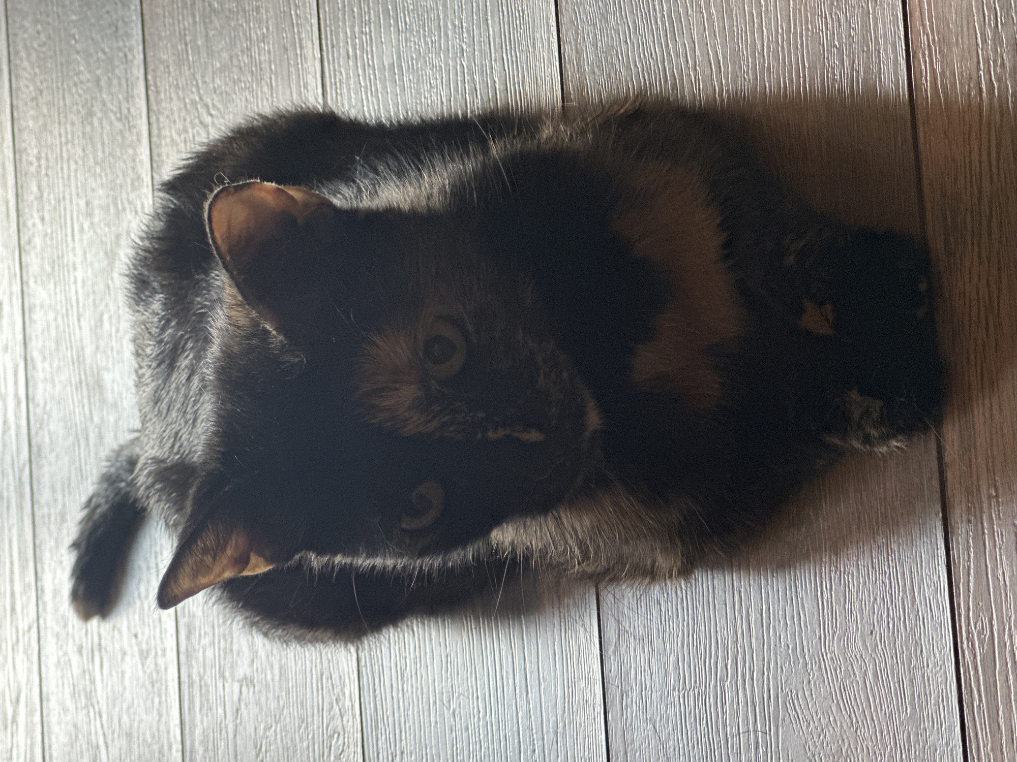 Cats at home in Virki, Russia — close-ups and full-body shots