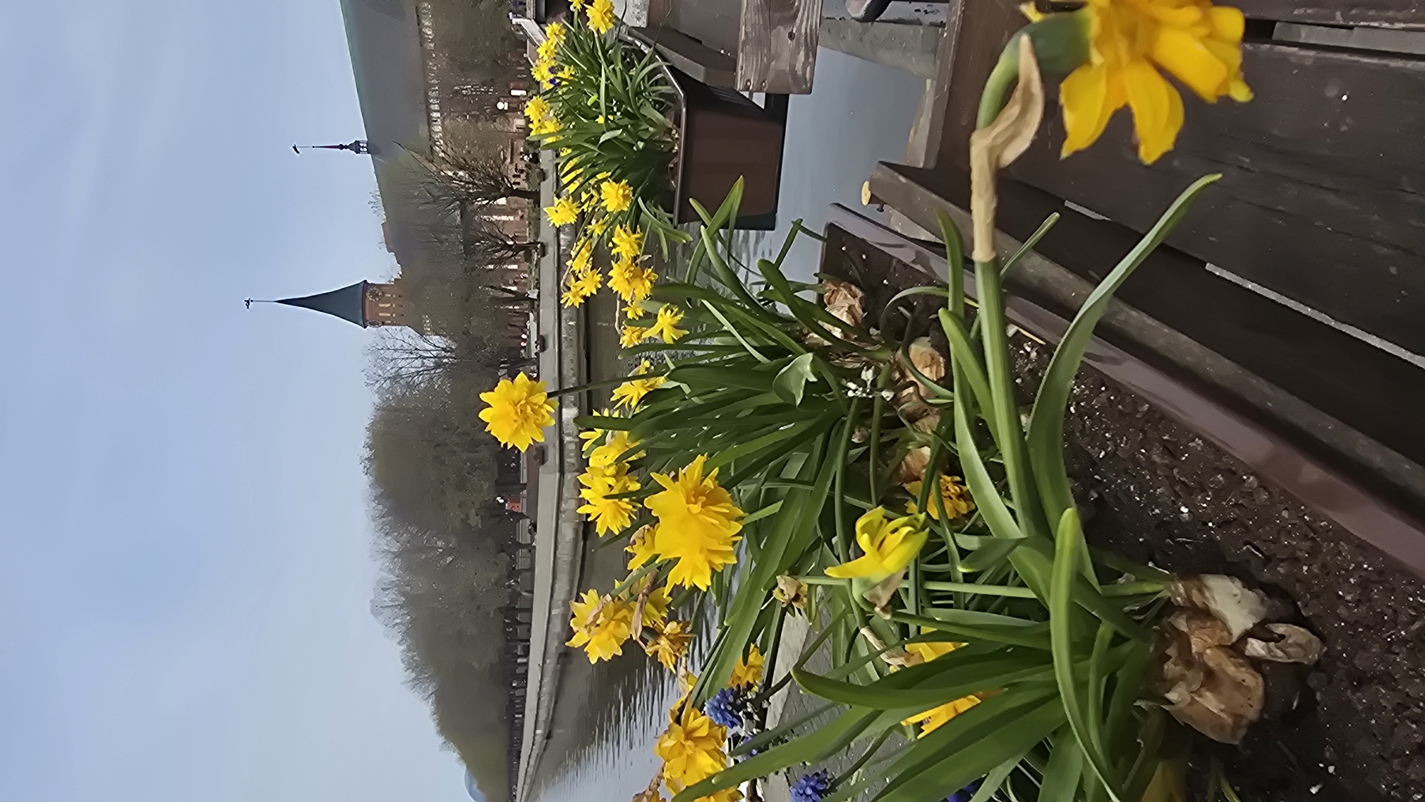 Spring blooms and landmarks documented across Kaliningrad waterways