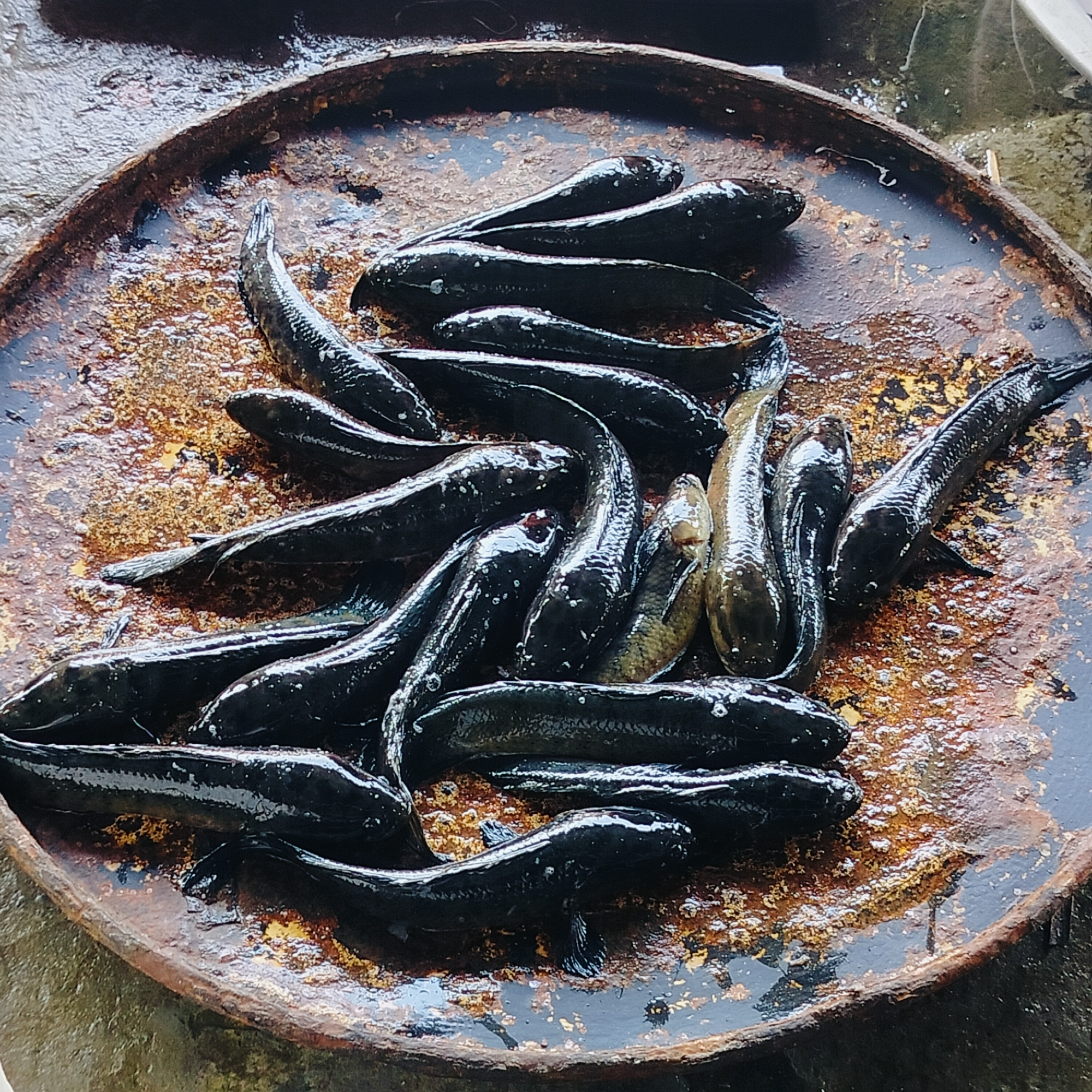 Early morning fish market operations documented in Lalmohan, Bangladesh