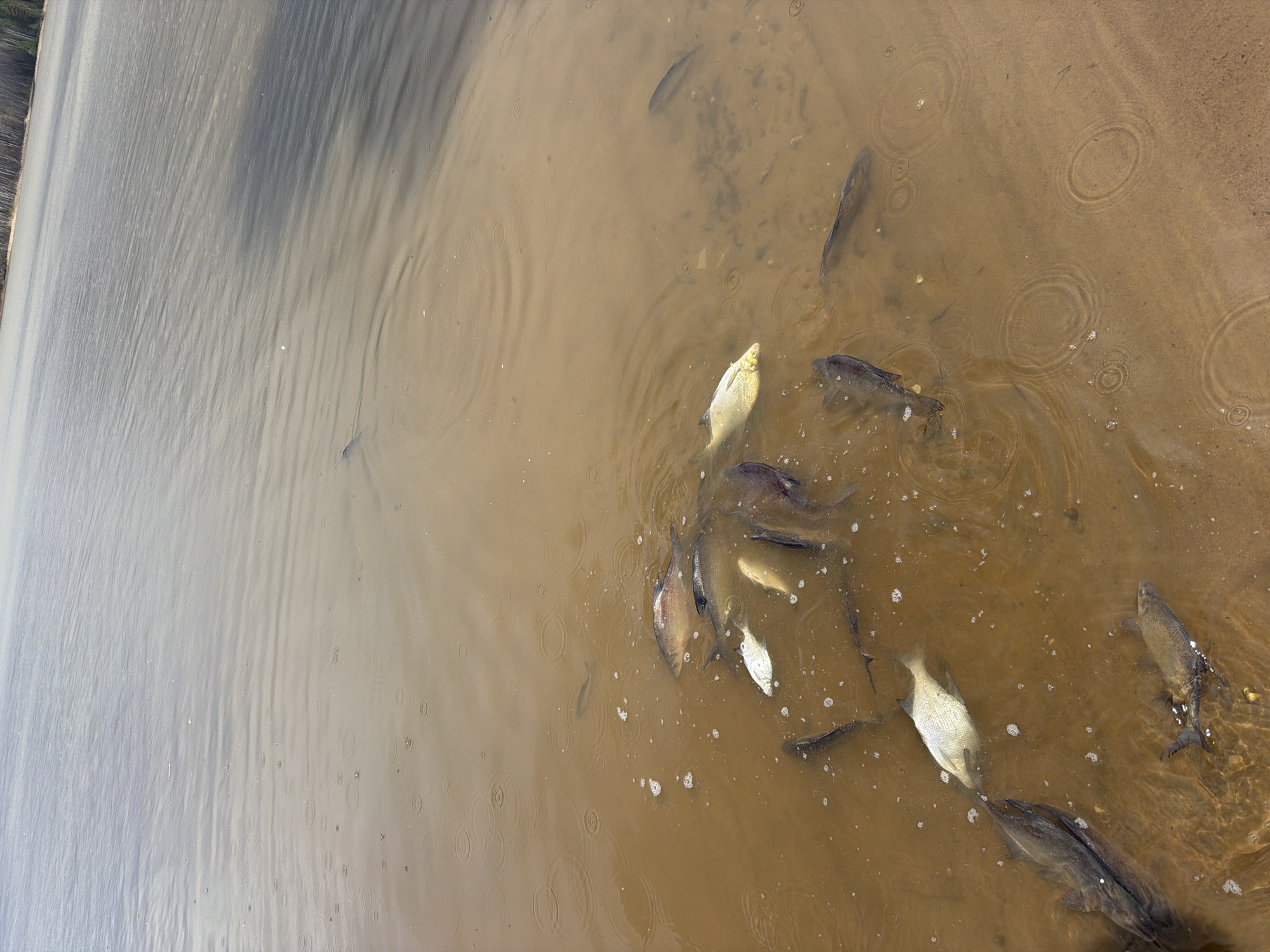 Fishing operation nets 8kg catch on Kama River, Chaykovsky
