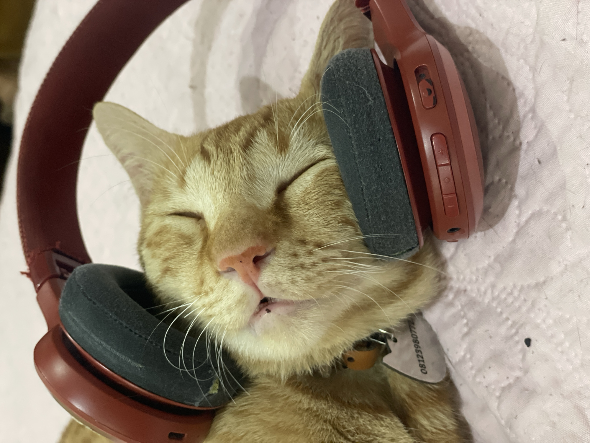 Orange tabby snoozes in headphones on a pink blanket