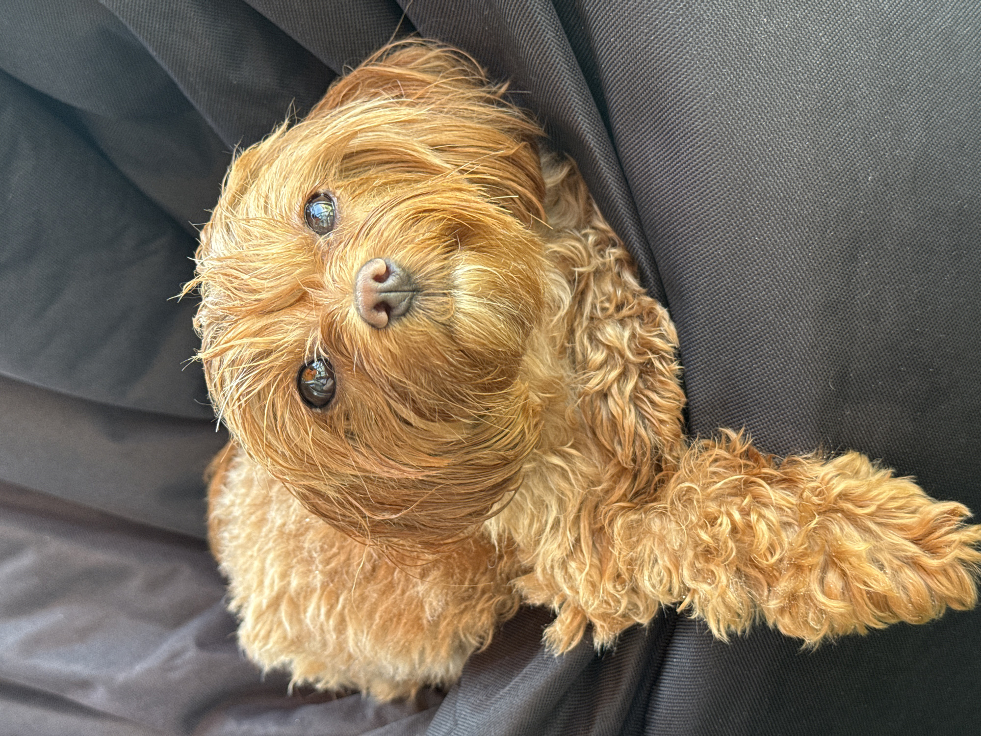 Shaggy dog chilling on a beanbag in Prague
