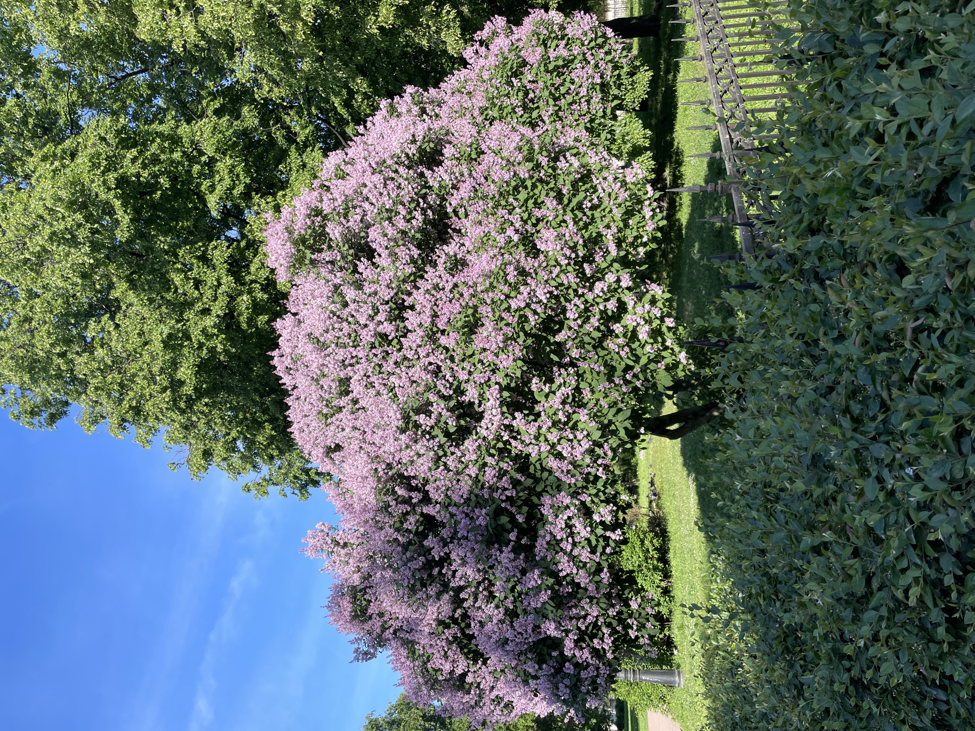 Woman takes selfie among blooming lilacs in Saint Petersburg park