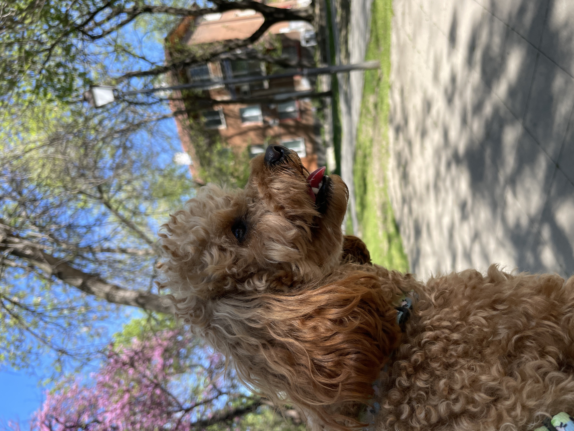 Brown poodle photographed on sunny sidewalk in Pazardzhik, Bulgaria