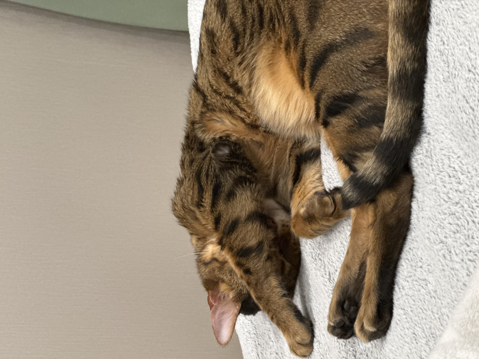 Cats observed sleeping and playing in home settings