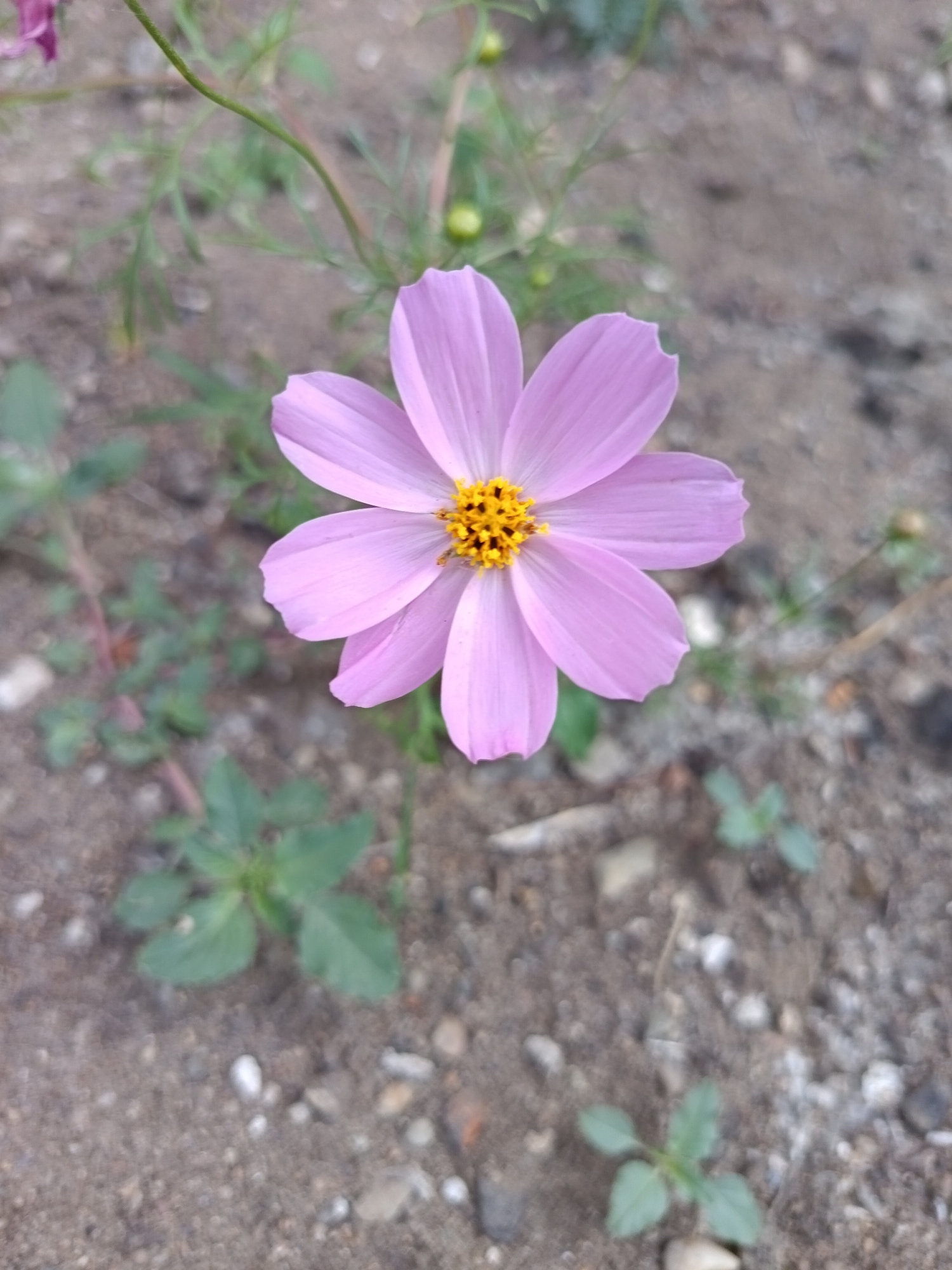 Morning walk through Komsomolsk-on-Amur, nature and street scenes