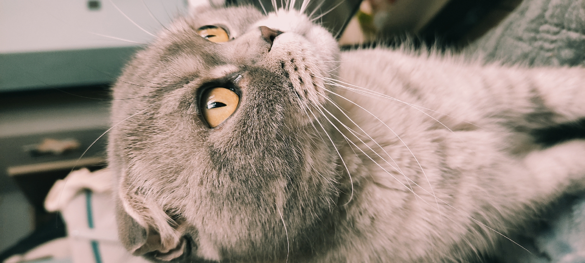 Domestic life moments with pets documented in Fryazino