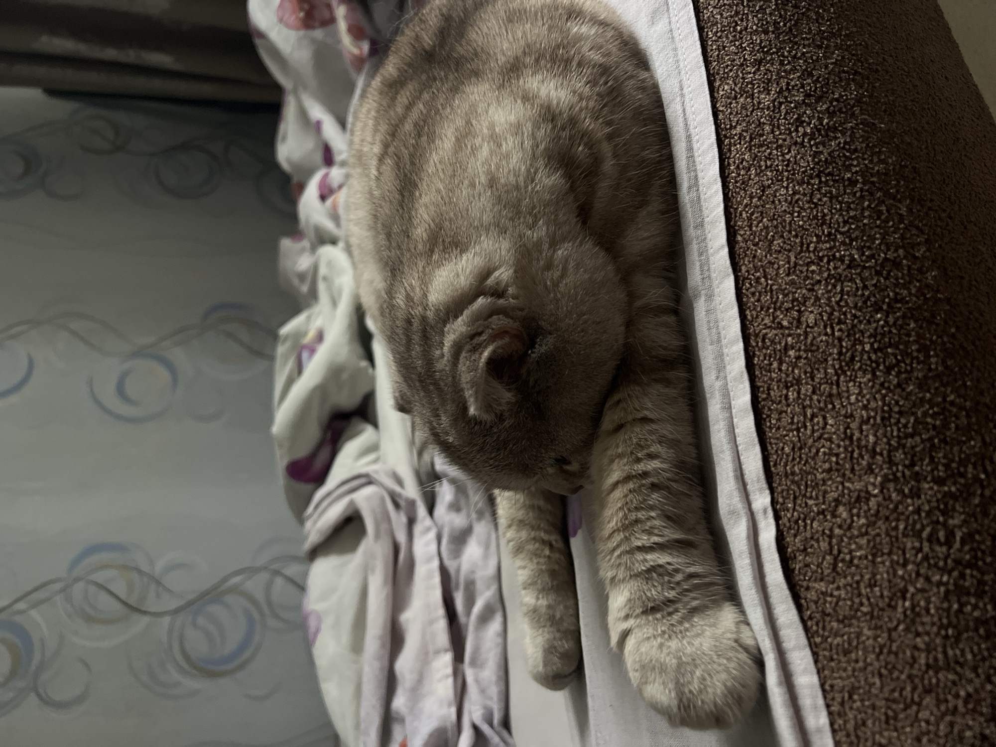 Woman documents morning routine in Chaikovsky apartment with cat
