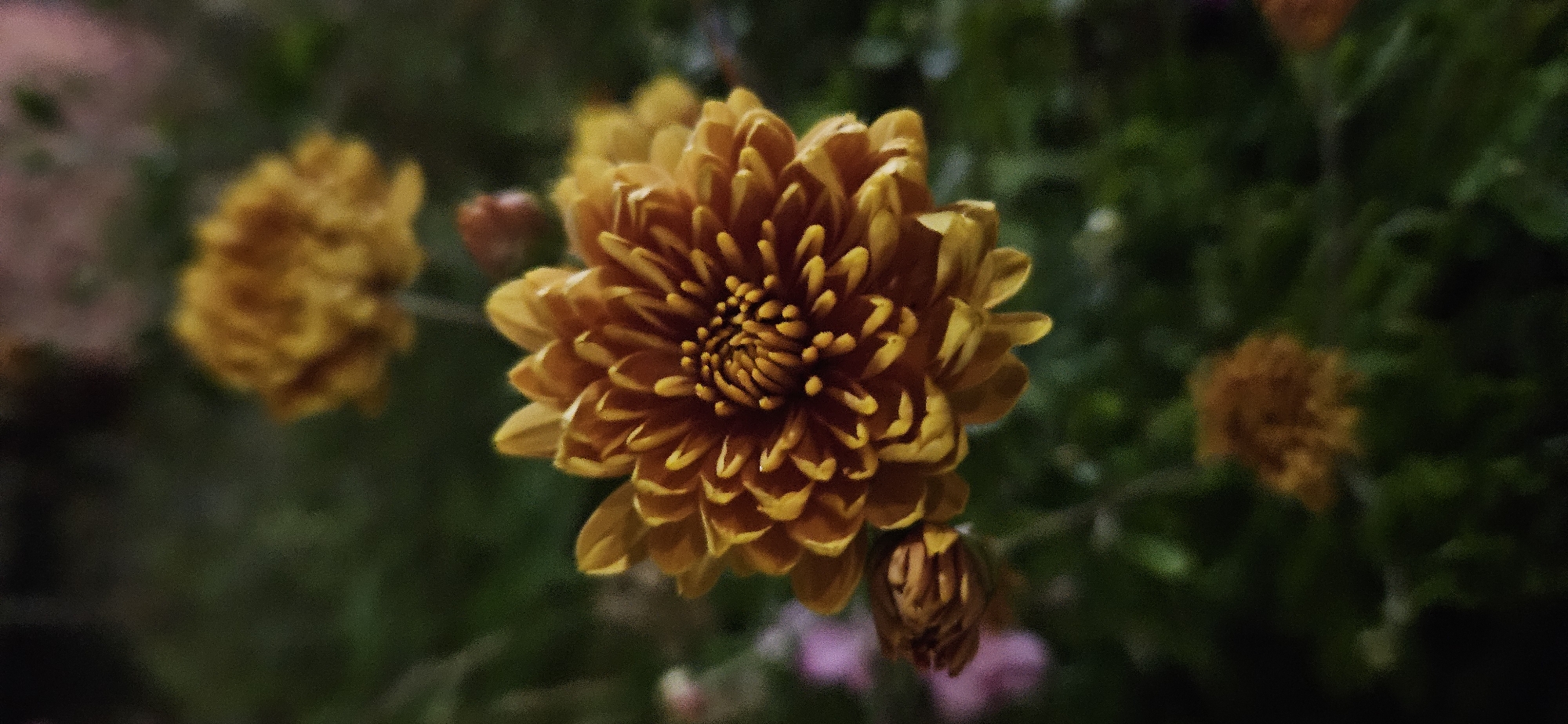 Close-up flower photography in Vitebsk, late summer evening