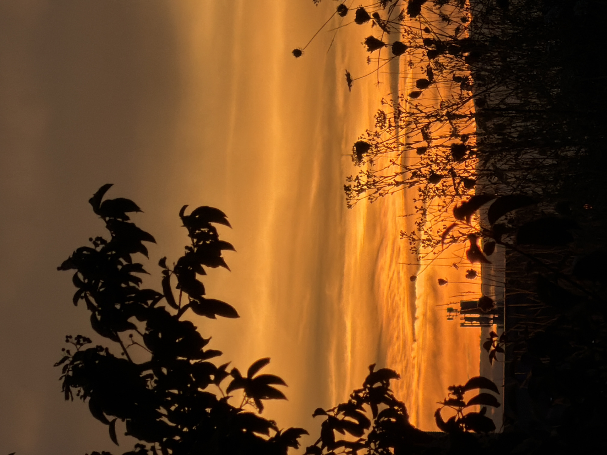 Sunrise over Leudelange wildflowers, bird in flight