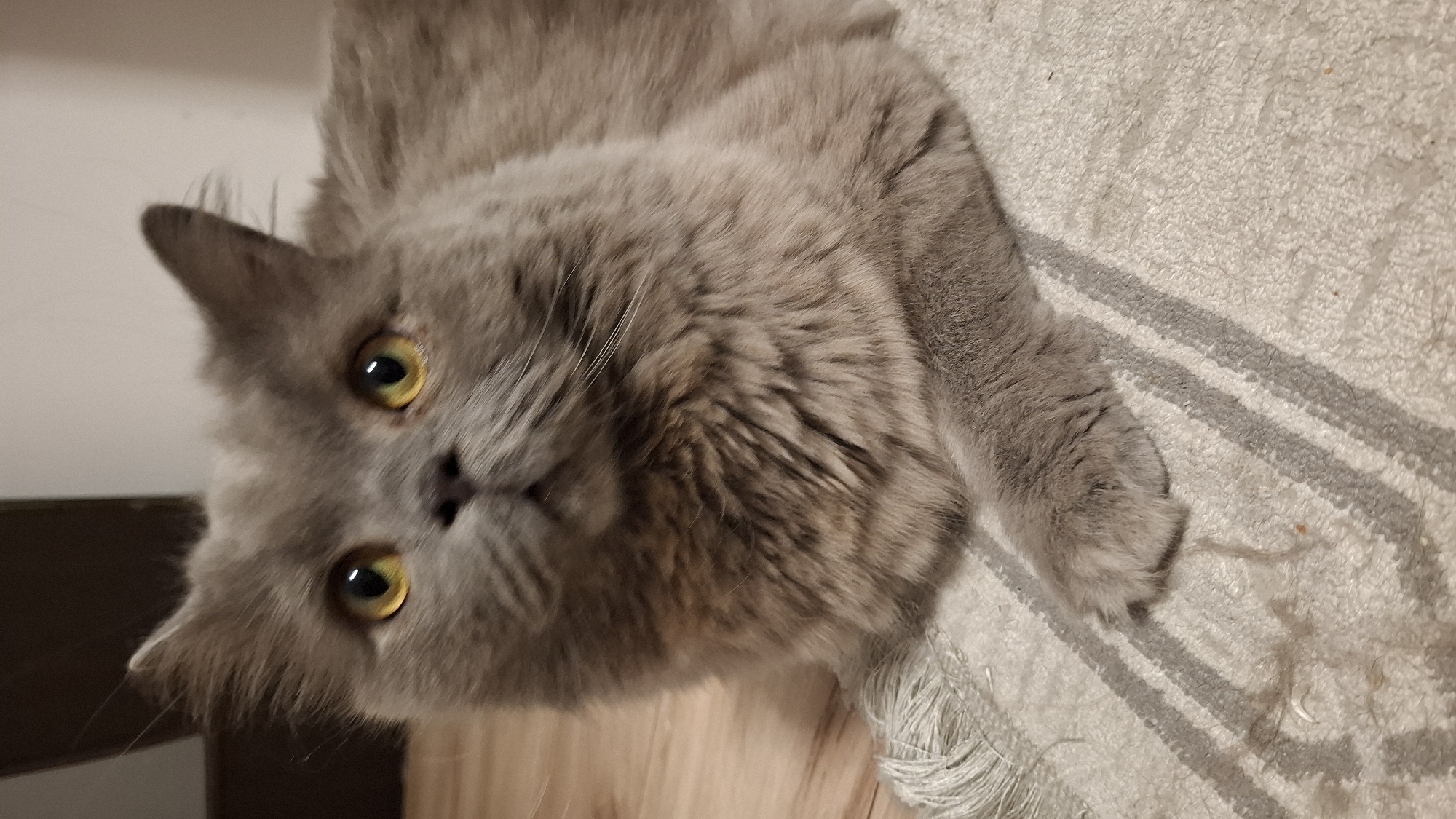 Grey cat chills at home across multiple casual shots