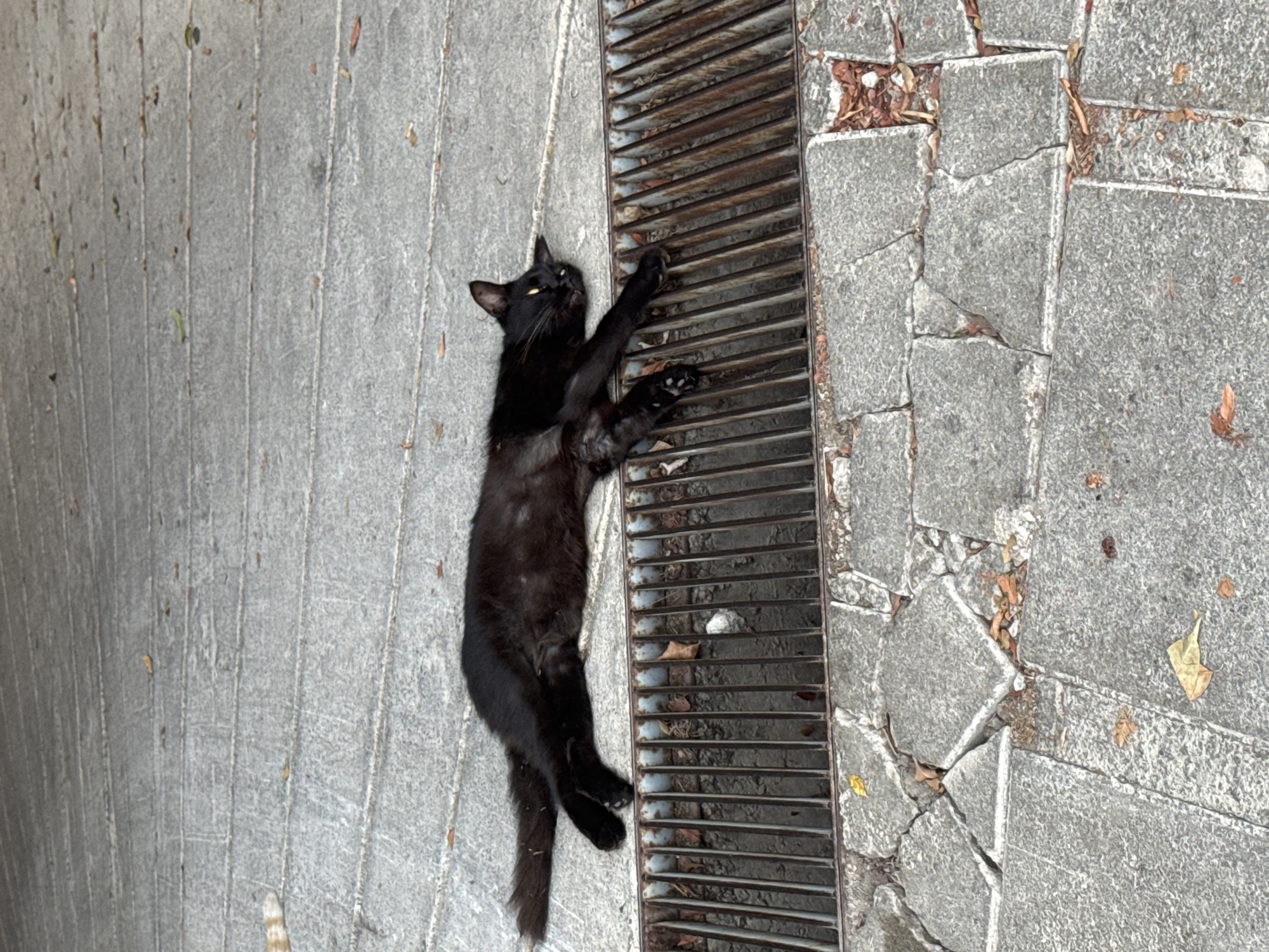 Stray cats and coastal scenery in Agios Tychona, Cyprus