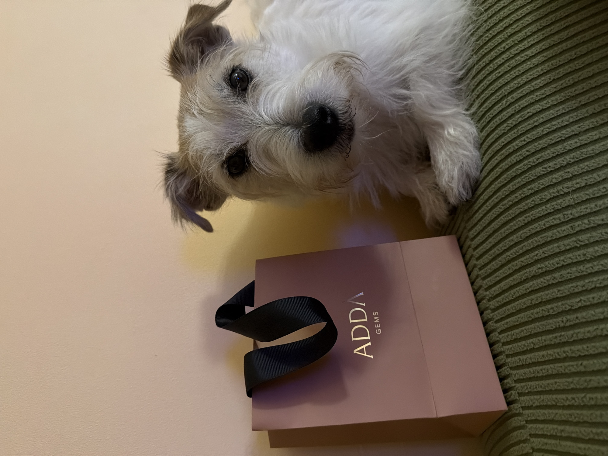 Wire-haired terrier spotted with pink shopping bag in Tel Aviv