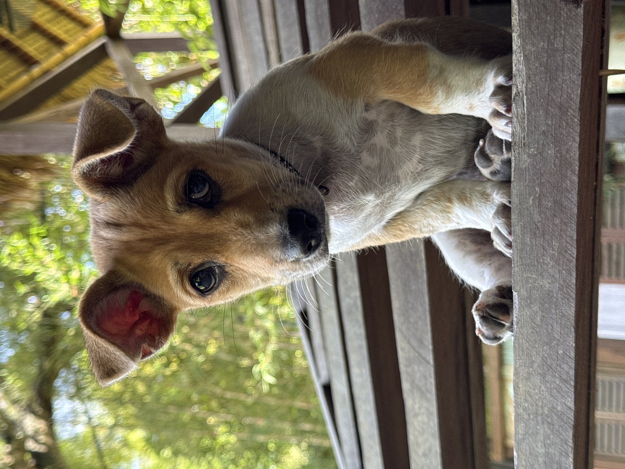 Early morning animal sightings recorded in Kediri, Indonesia