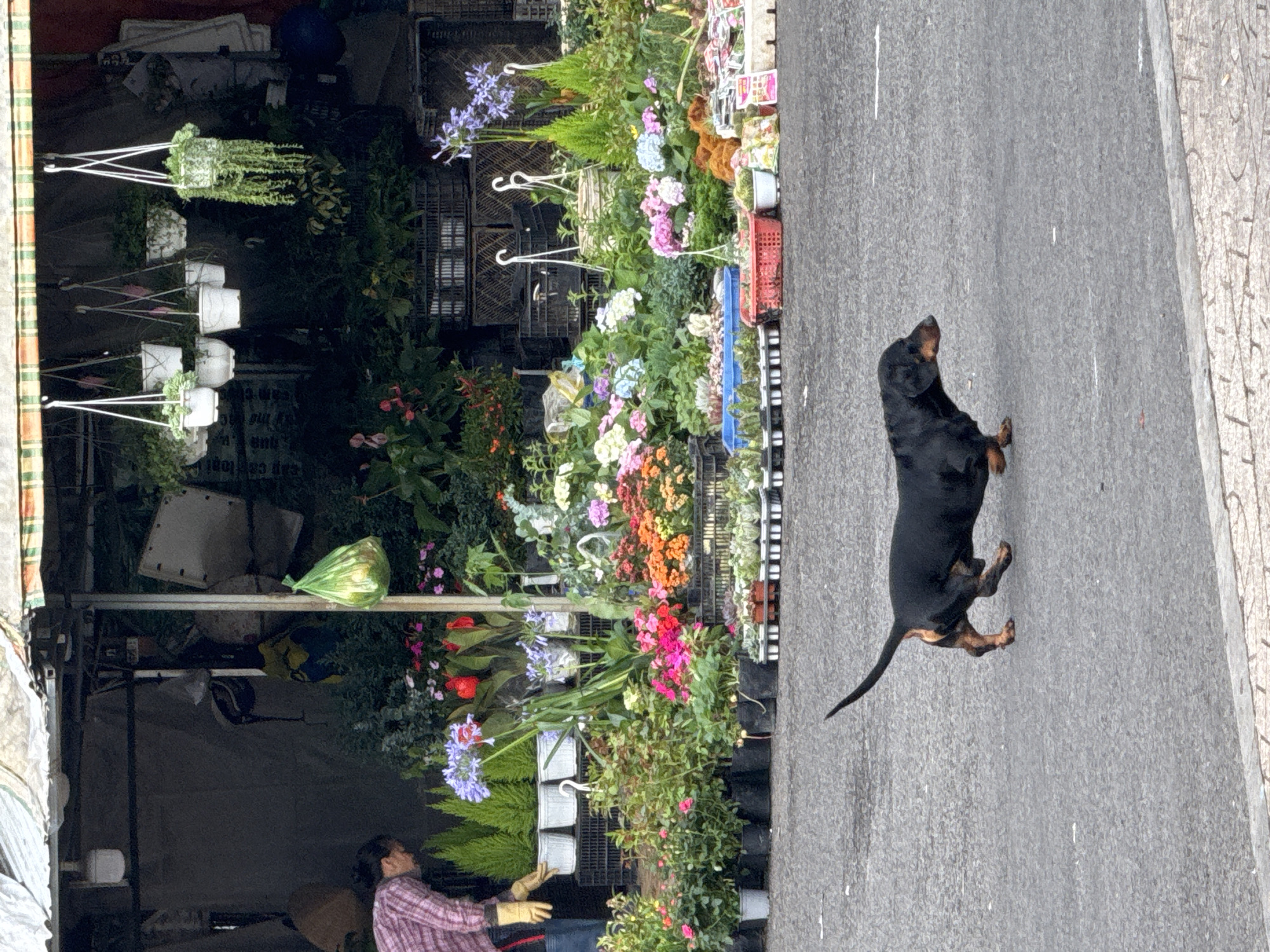Da Lat's flower market buzzes with vendors, produce, and street life