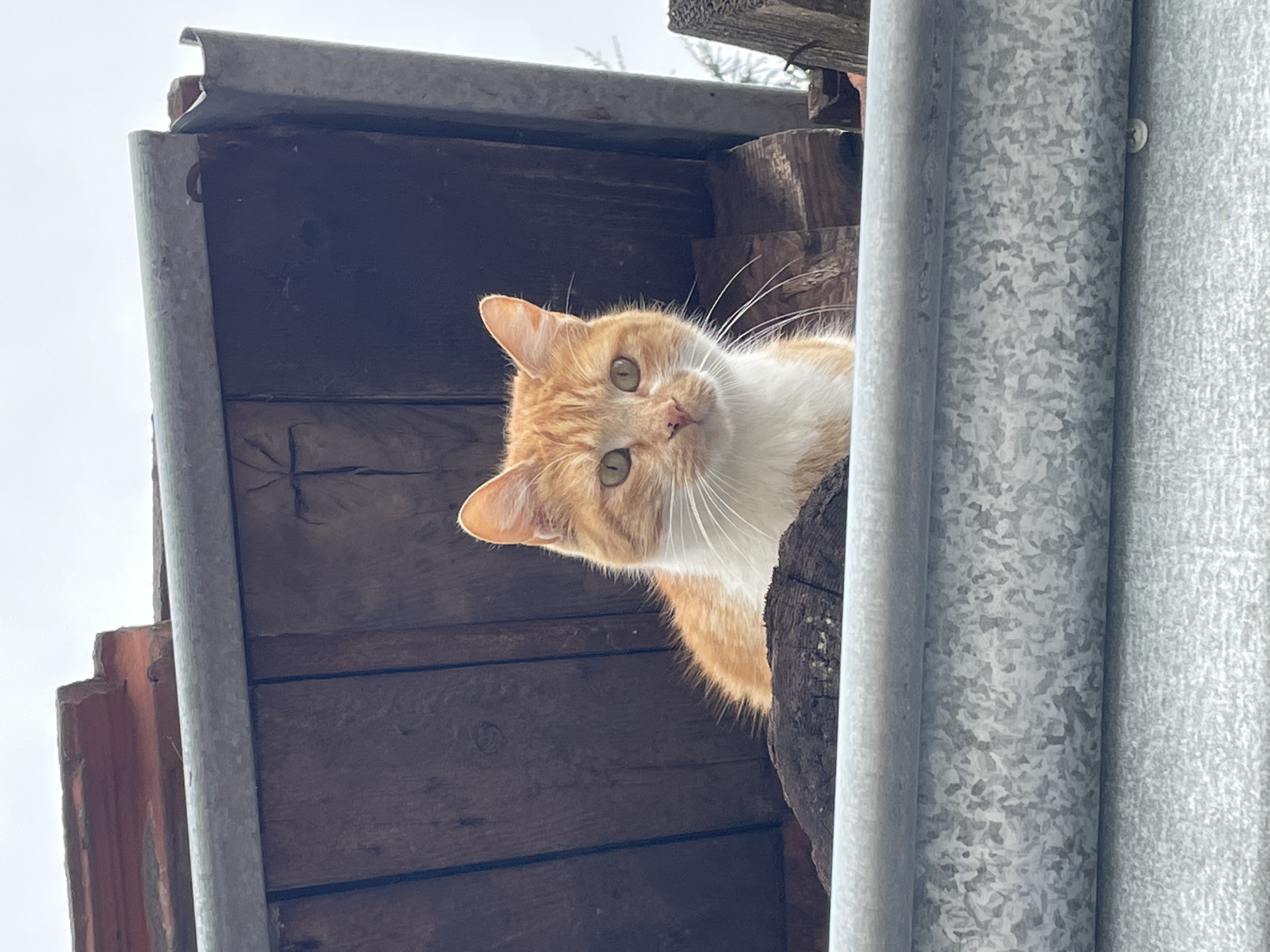 Cat spotted on wooden structure in Sofia