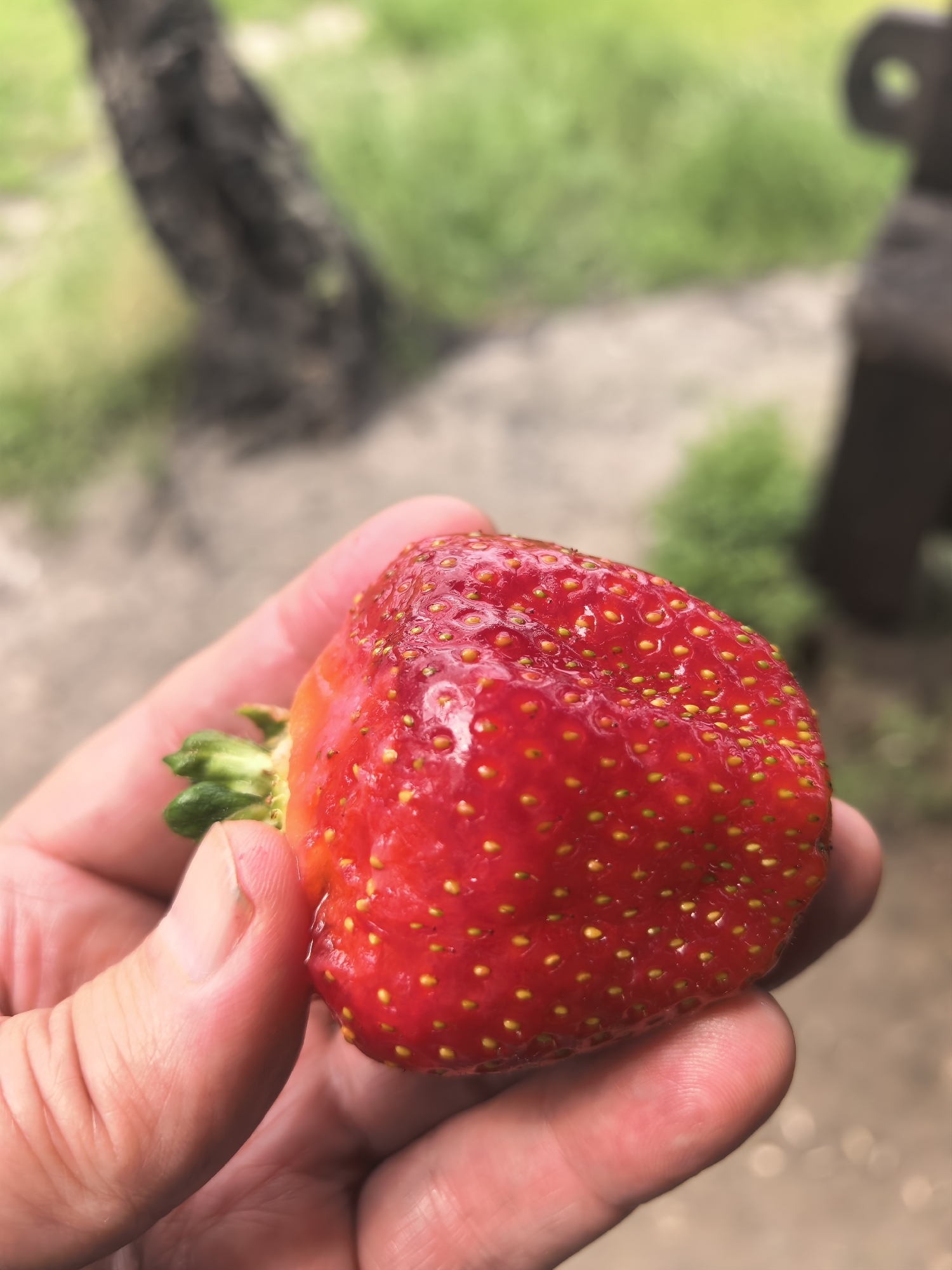 Strawberries and a riverside gazebo in rural Belarus
