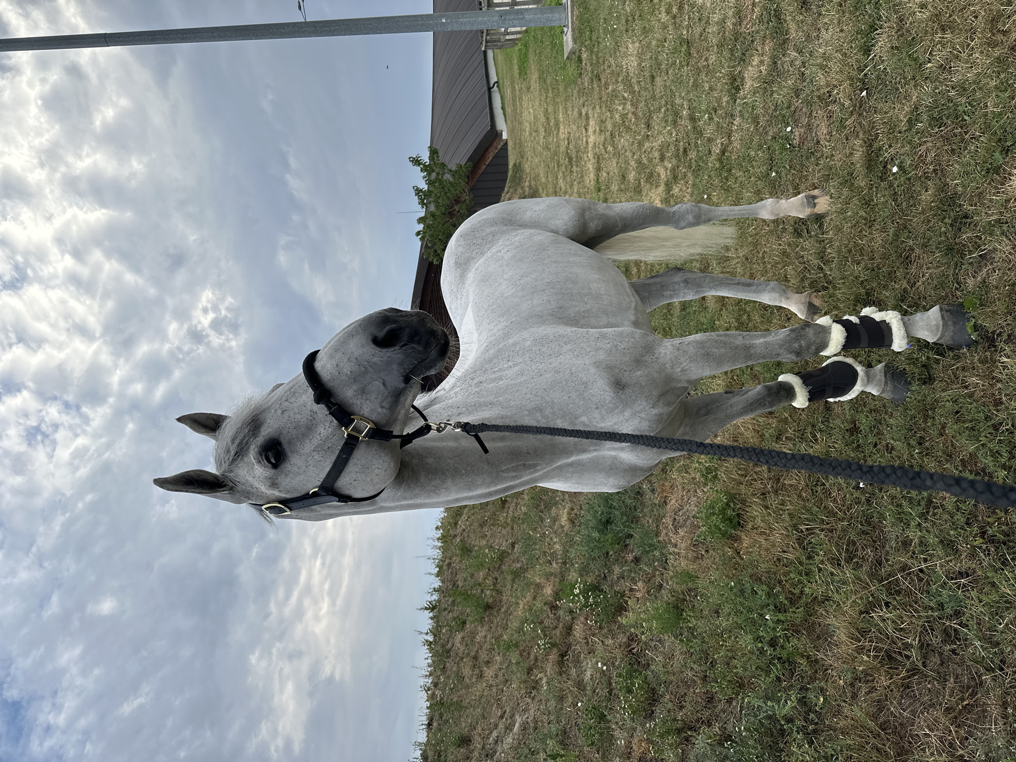 Dappled grey horse in tack stands on grassy Slovak field