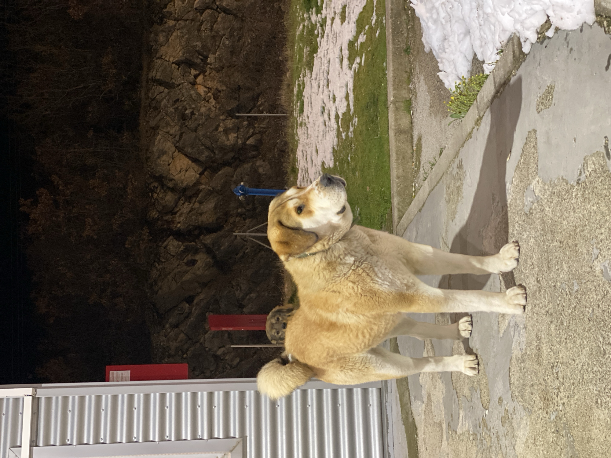 Dog spotted on snowy concrete in Bosnia Herzegovina