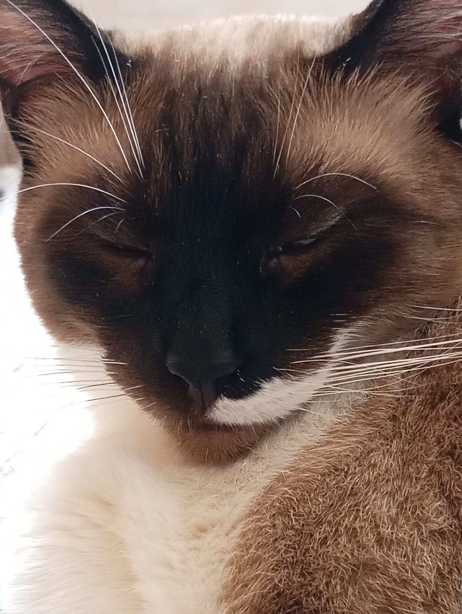 Siamese cat resting and posing in Batumi, Georgia