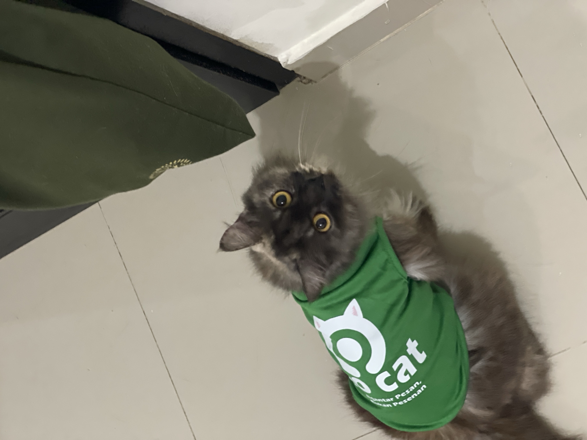 Gray cat in a green recovery shirt on a Bali tiled floor