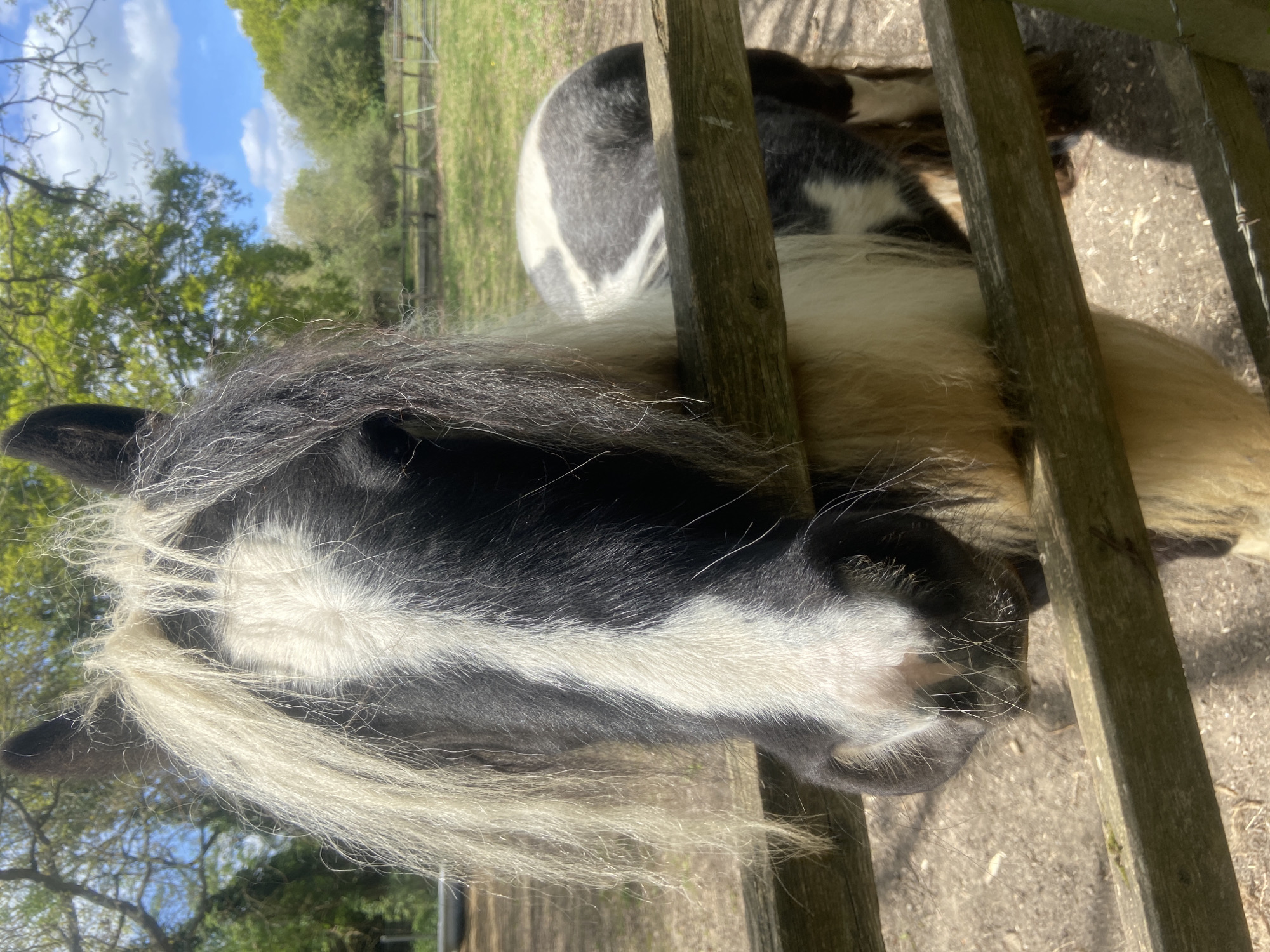 Pinto horse with flowing mane spotted in London paddock