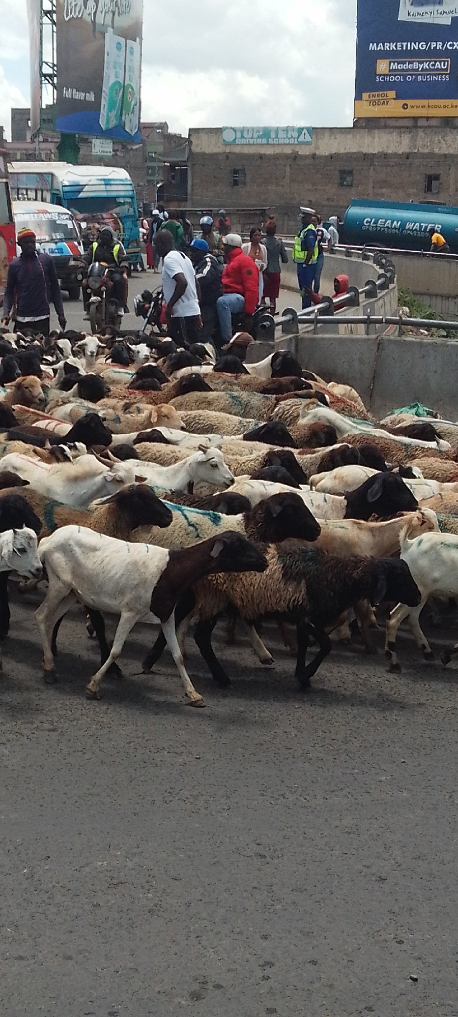 Sheep flock crosses busy Nairobi street, pedestrians navigate around