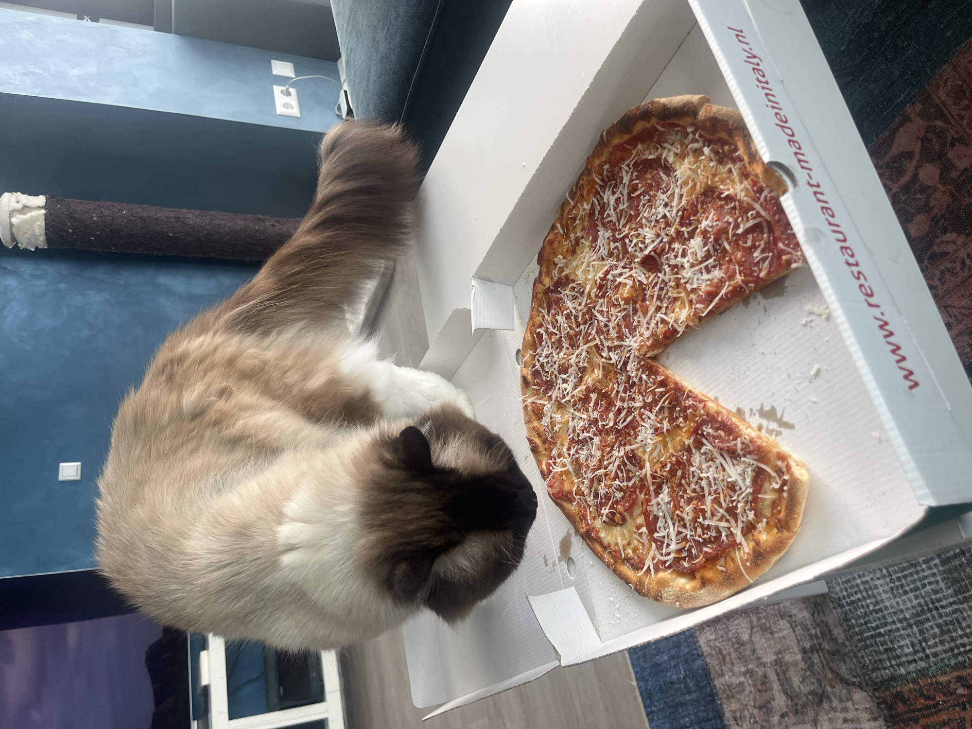 Cat Investigates Partially Eaten Pizza in Delivery Box