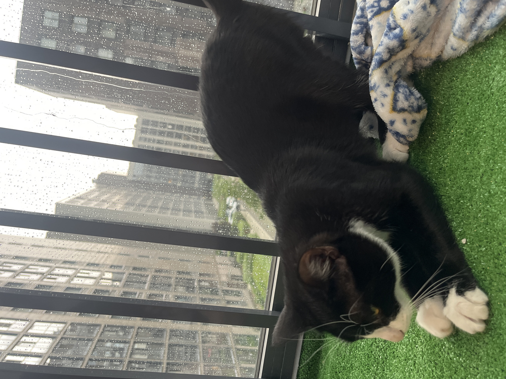 Rainy afternoon with beloved cat in Saint Petersburg apartment