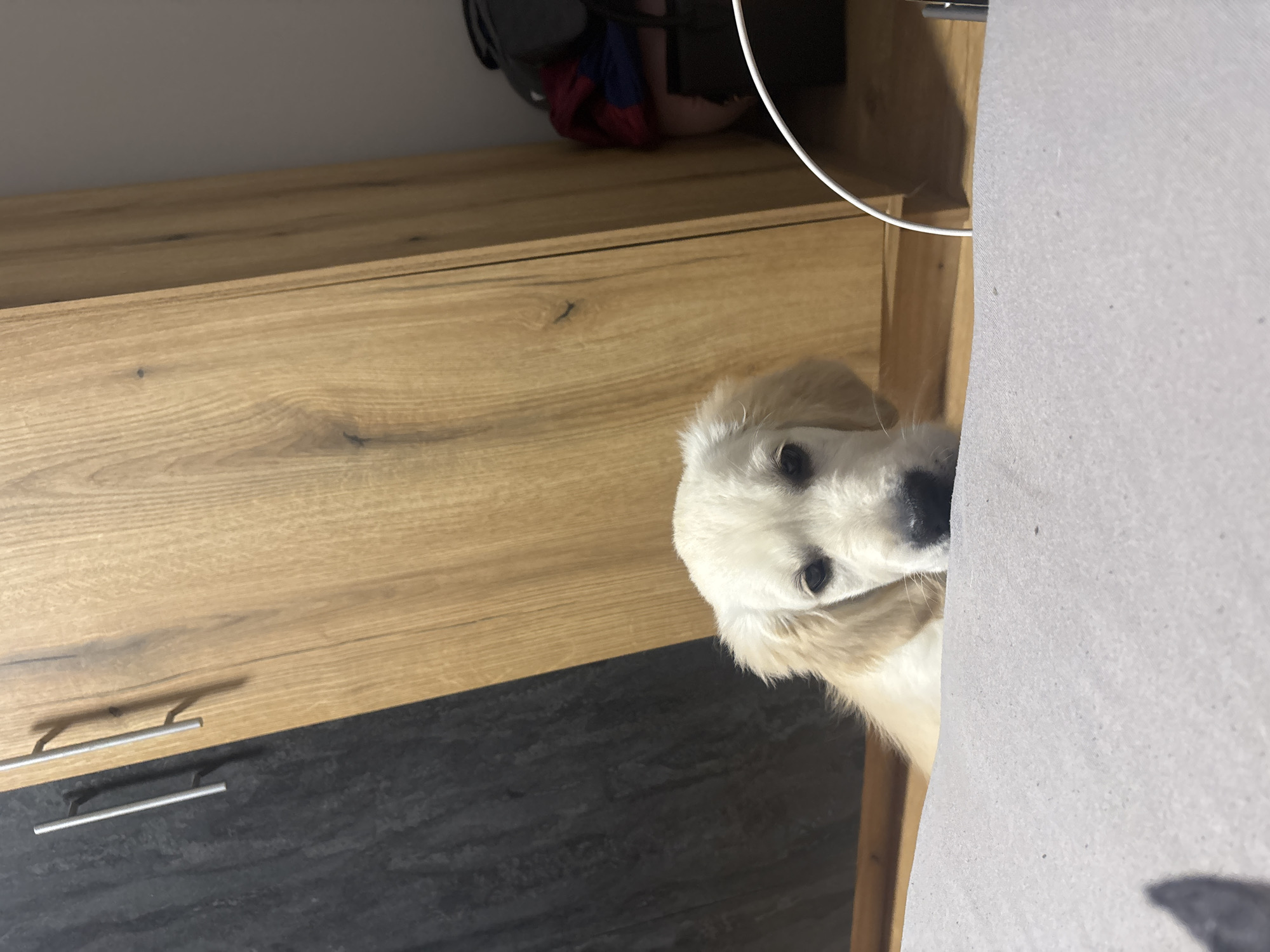 Golden puppy spotted resting indoors in Burgas, Bulgaria