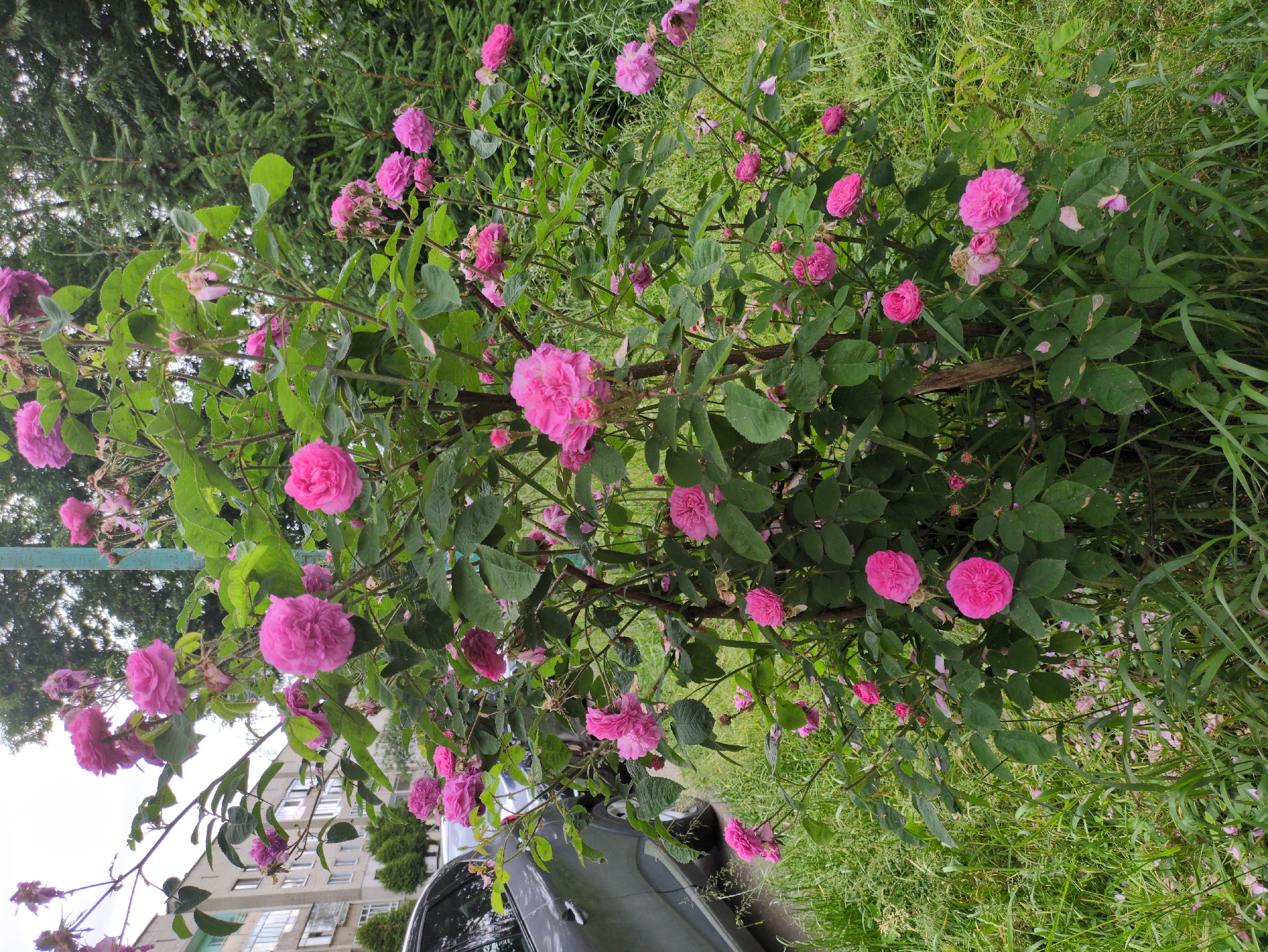 Morning scenes in Dubliany: roses, neighborhood views, breakfast prep