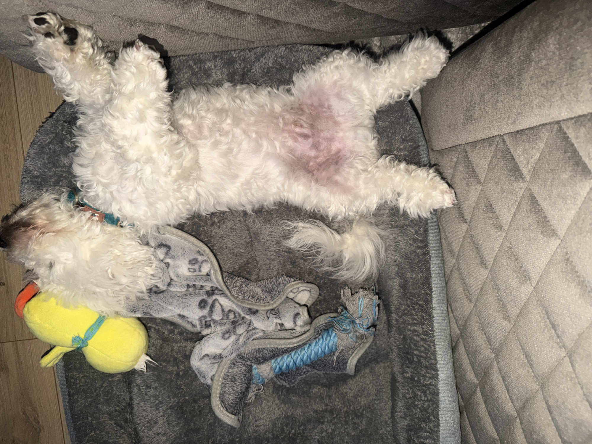 Small white dog relaxes on back in pet bed