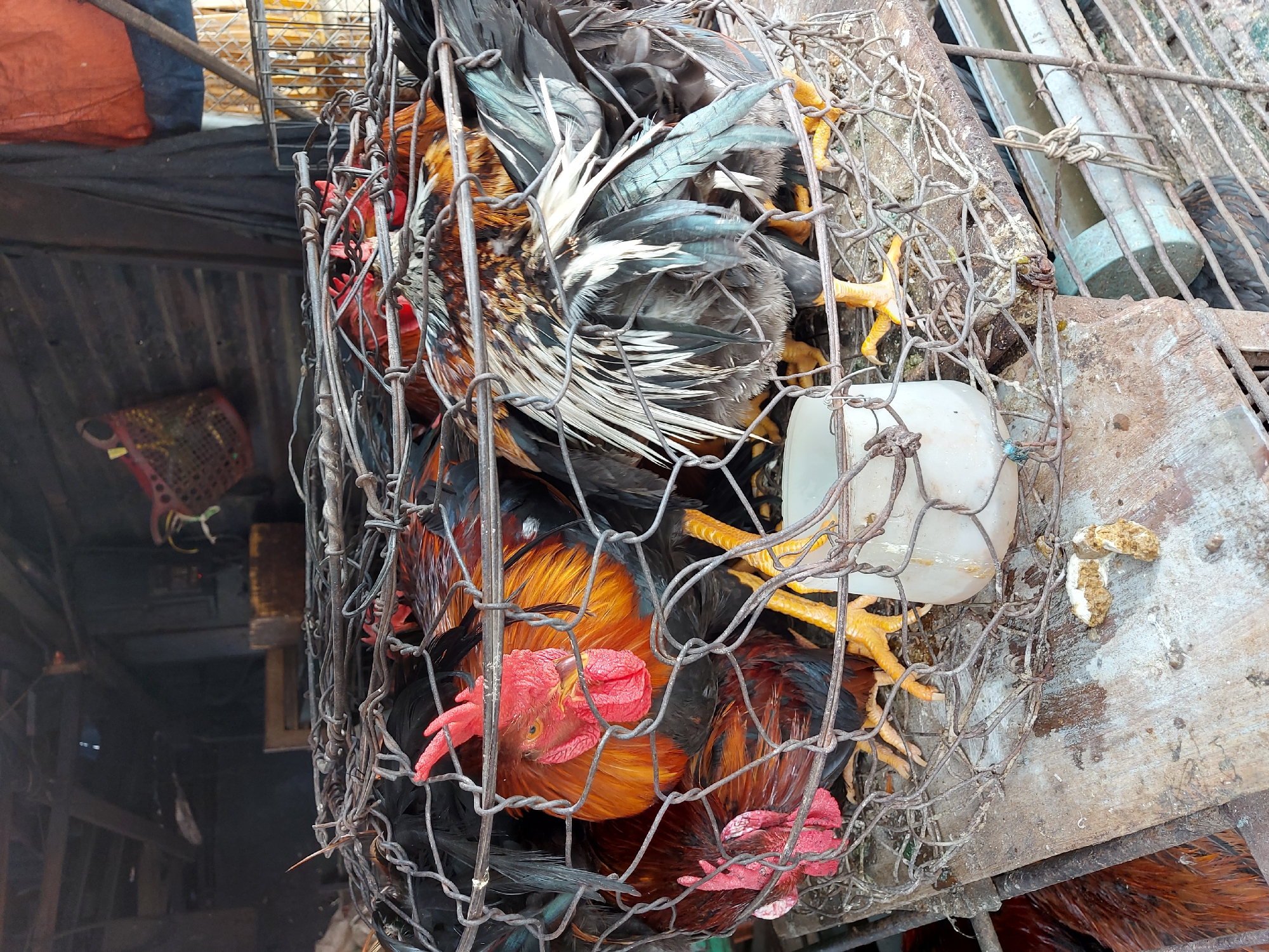 Live poultry market in full swing, Nha Trang