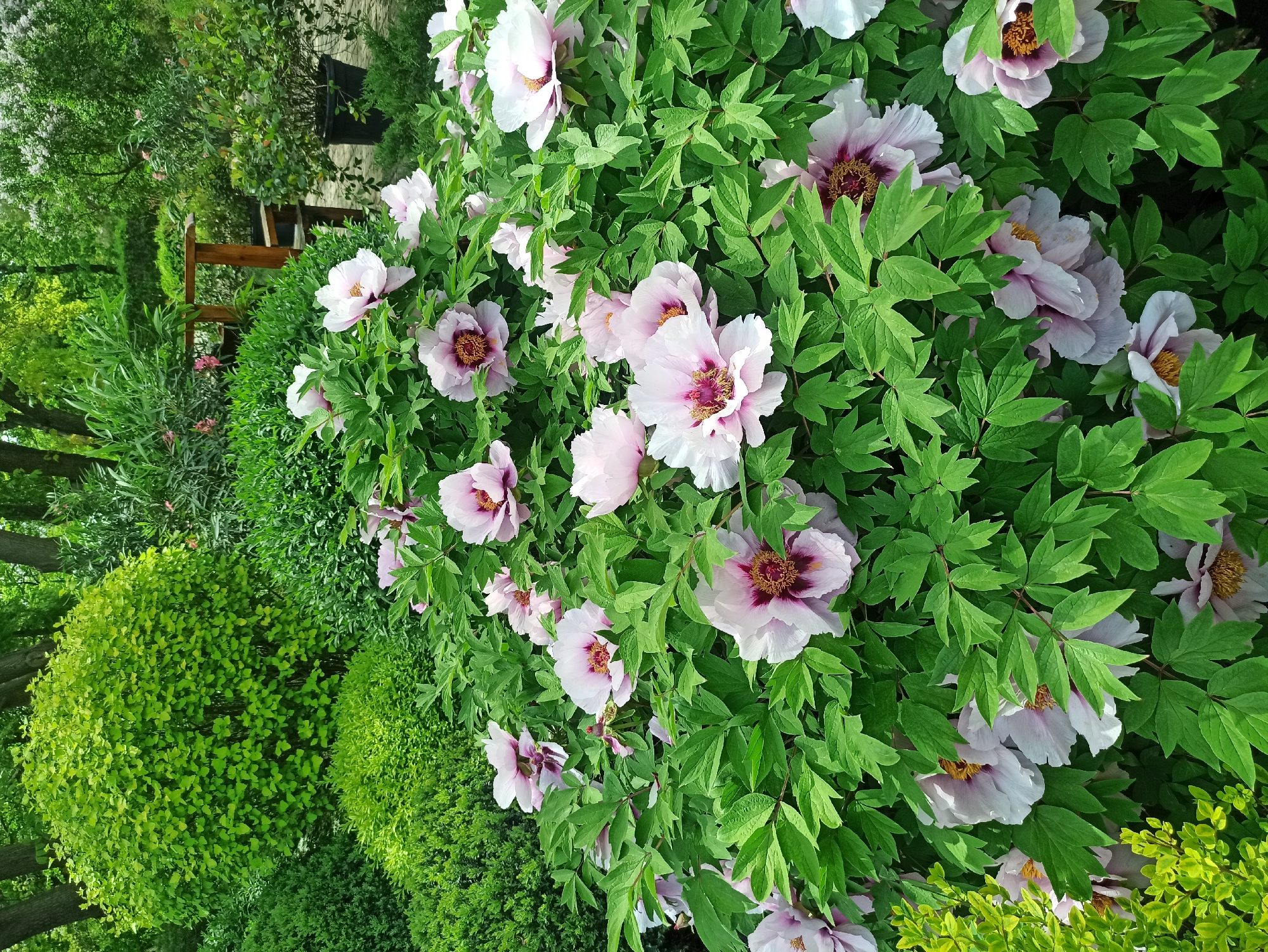 Anonymous witness captures diverse garden and nature scenes over morning