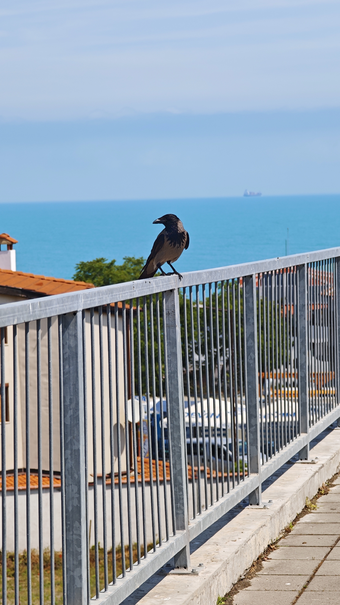 Hooded crow spotted in coastal Sozopol, Bulgaria