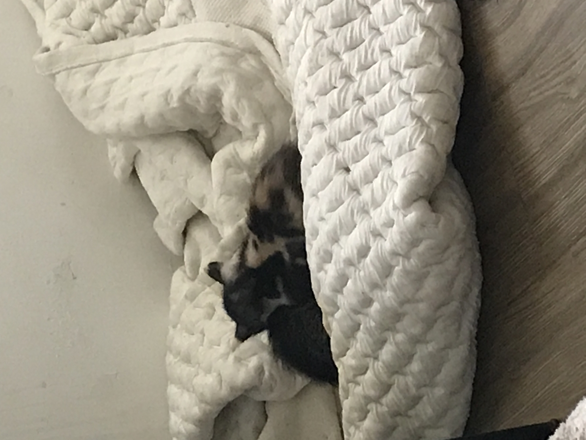 Kitten spotted napping in blankets in Smolyan, Bulgaria