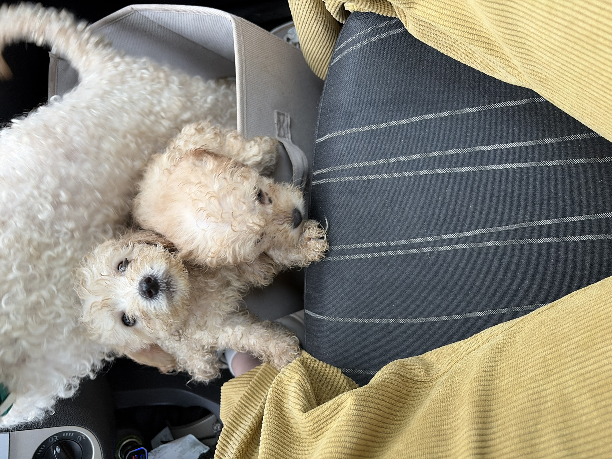 Two poodle puppies tucked into a fabric bin in Chaikovsky