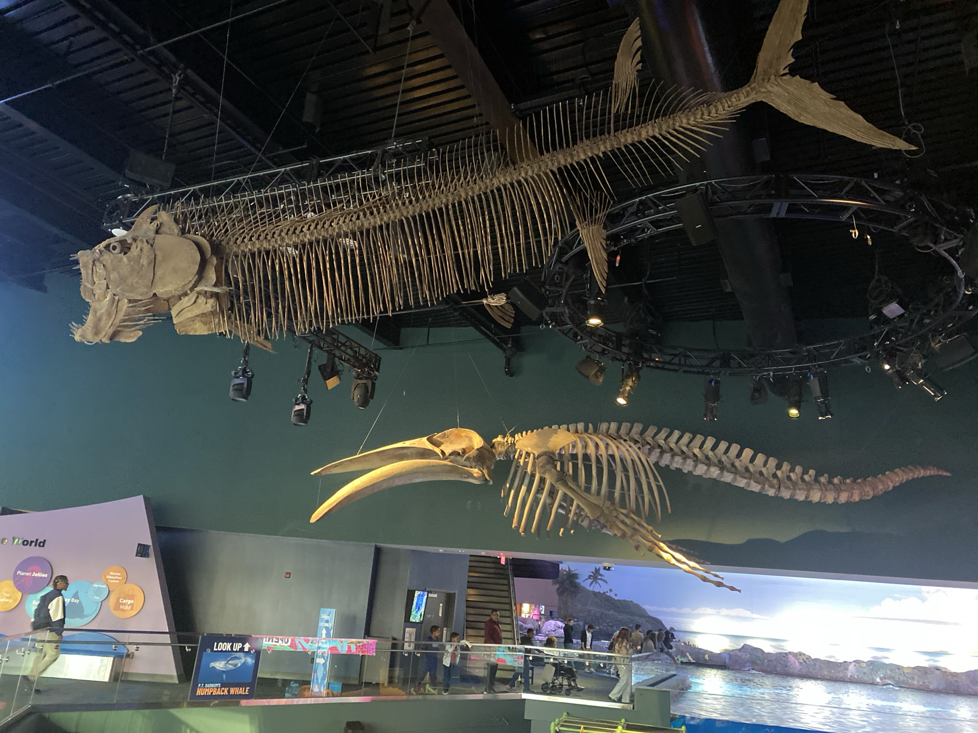 Late-night Toronto aquarium and downtown street visit documented