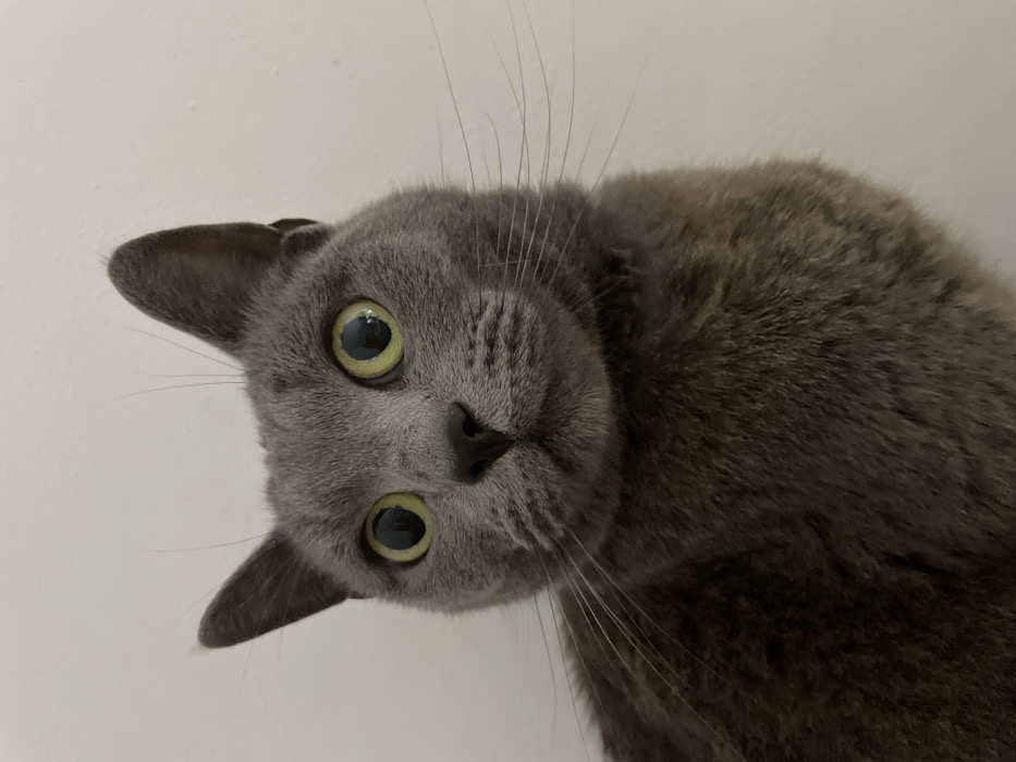 Valentine's Day restaurant prep and grey cat documented in Budva