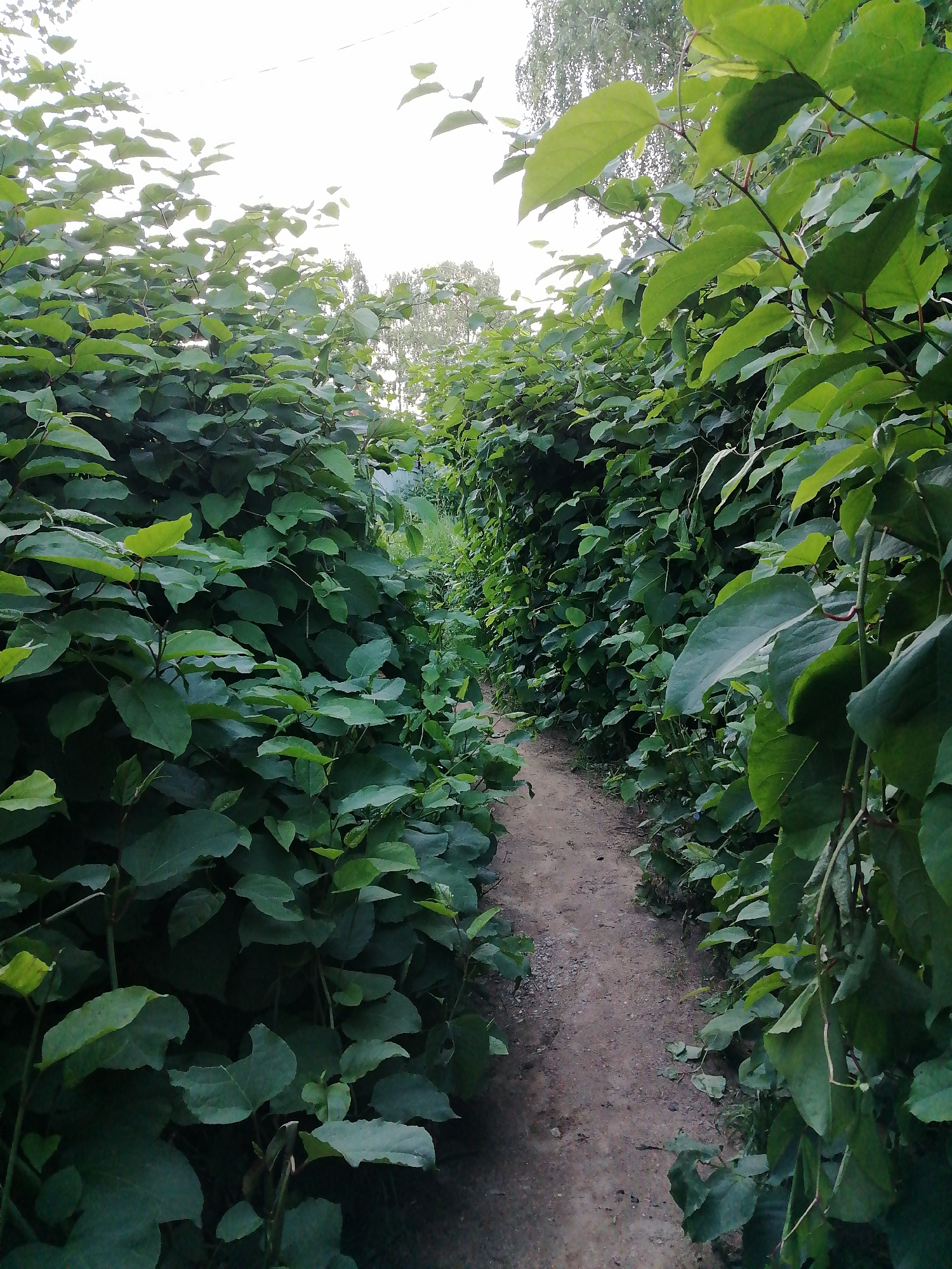 Tree-lined paths, two ways: dirt trail and open road