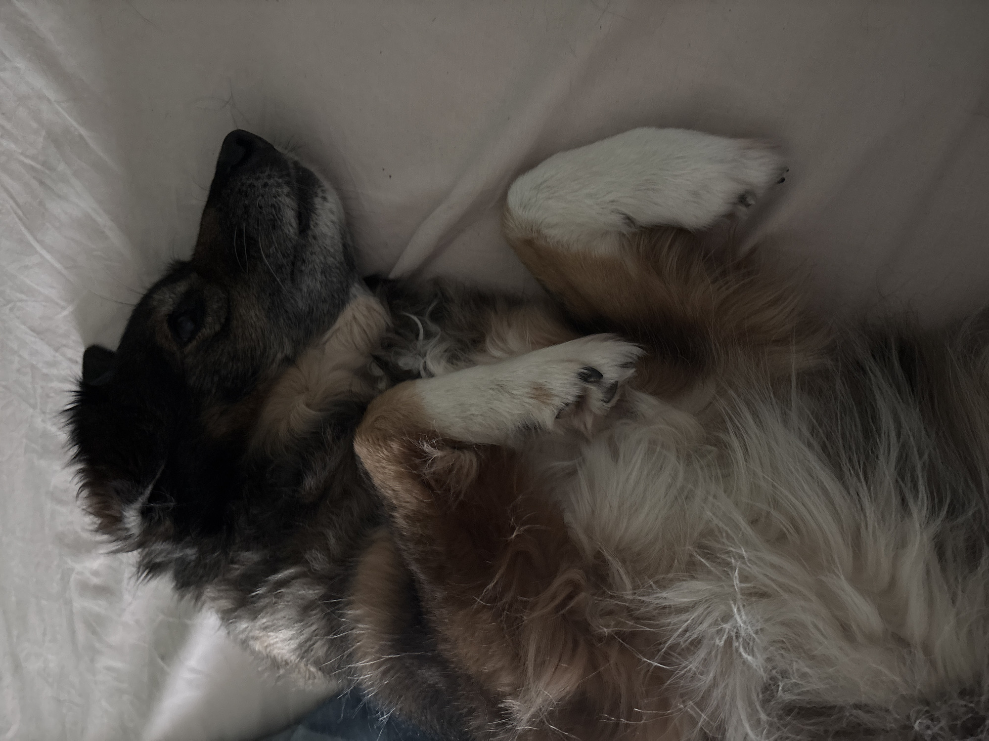 Dog rests on back in Sofia home