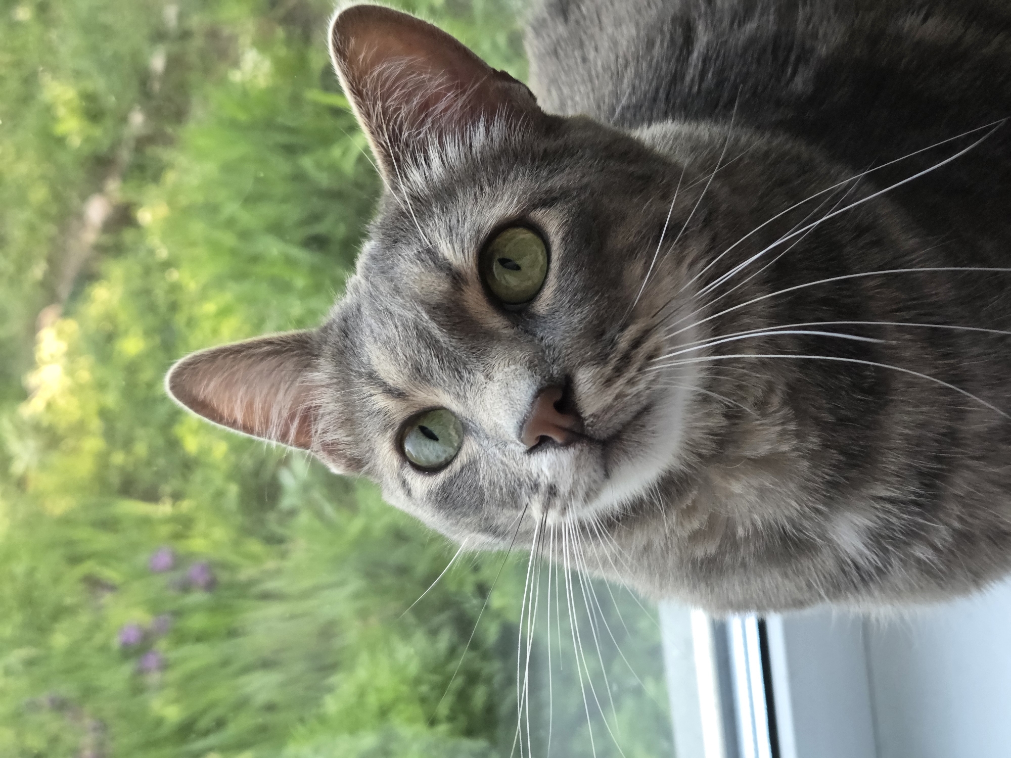 Gray tabby cat photographed in multiple close-up shots