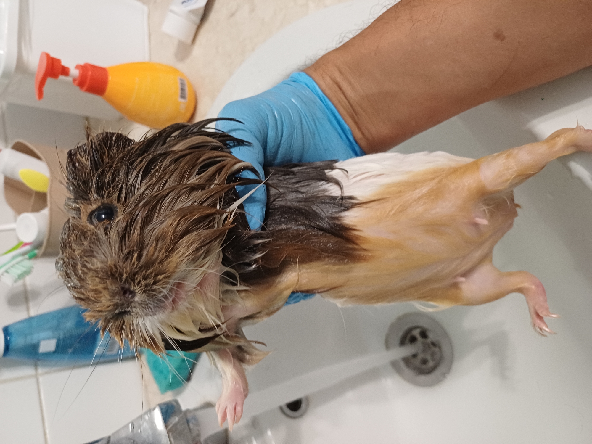 Guinea pig bath day, start to finish, Sochi
