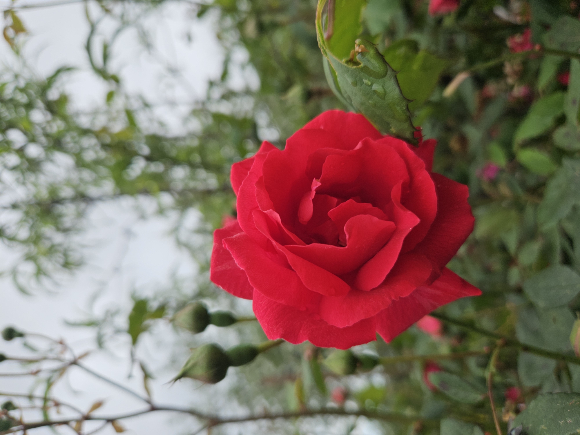 Garden flowers bloom with morning dew in Sochi